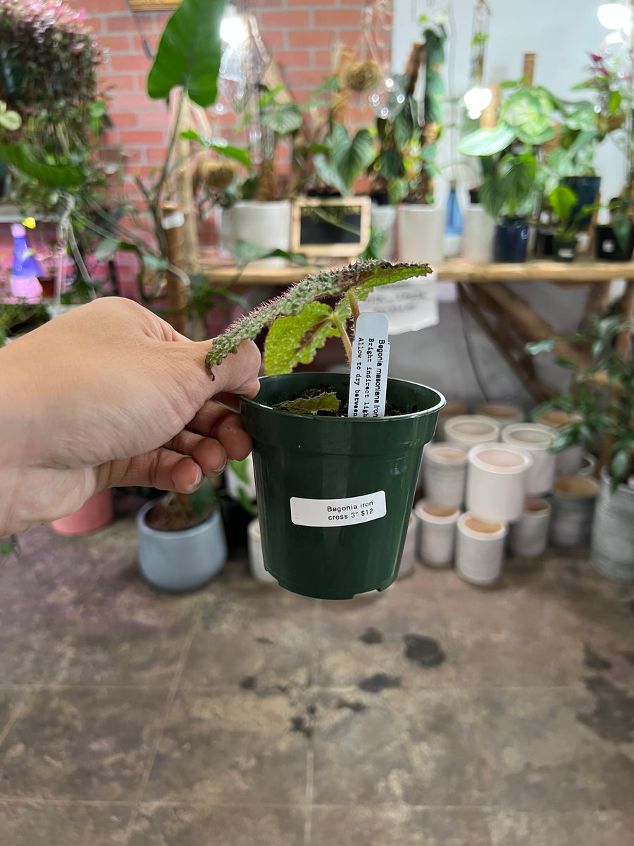 iron cross plant indoor Begonia Iron Cross 3" – UPshining