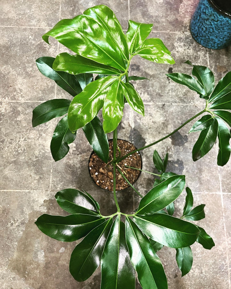 anthurium goeldii Philodendron Goeldii 8" – UPshining