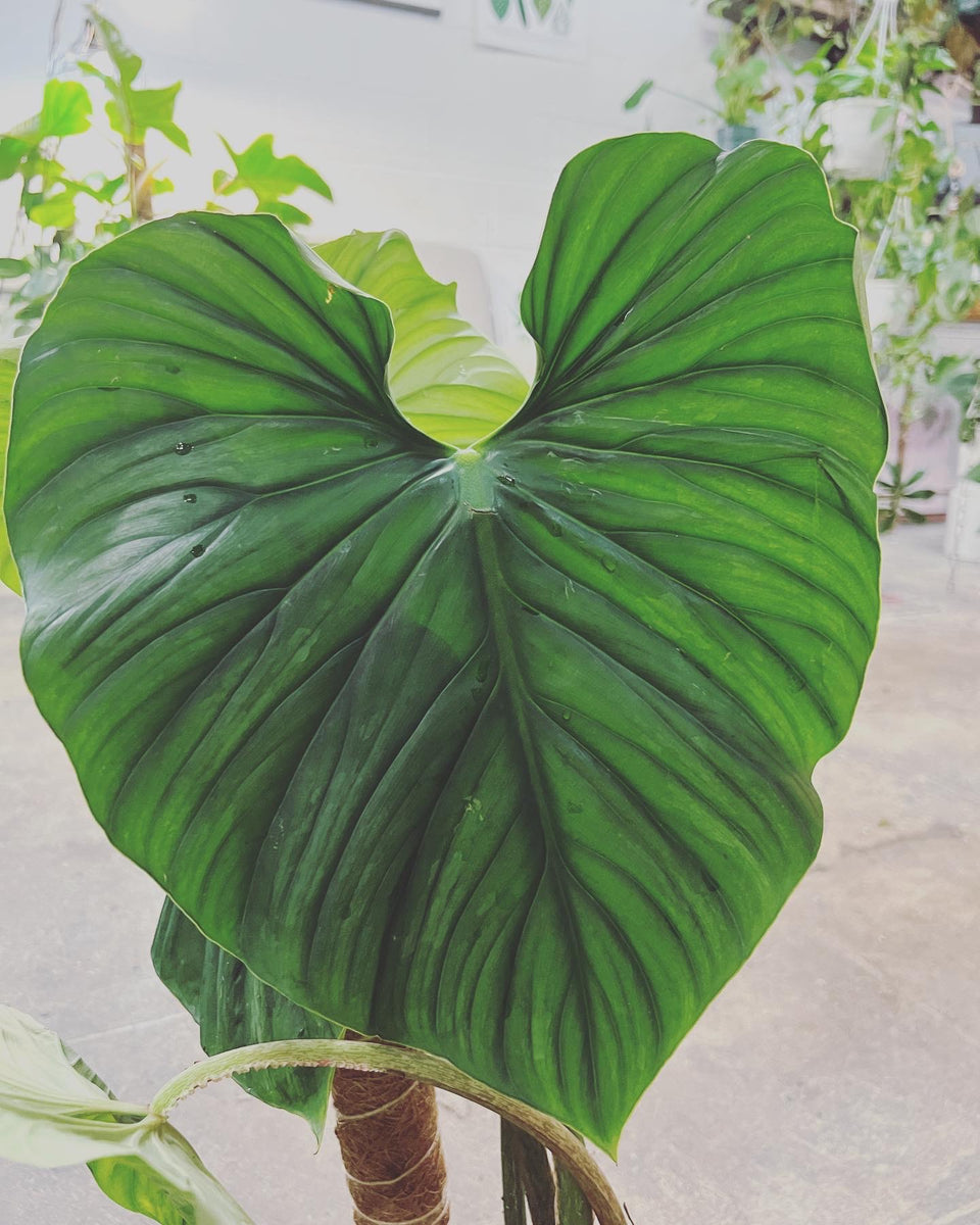 philodendron columbia care Philodendron sp Columbia – UPshining