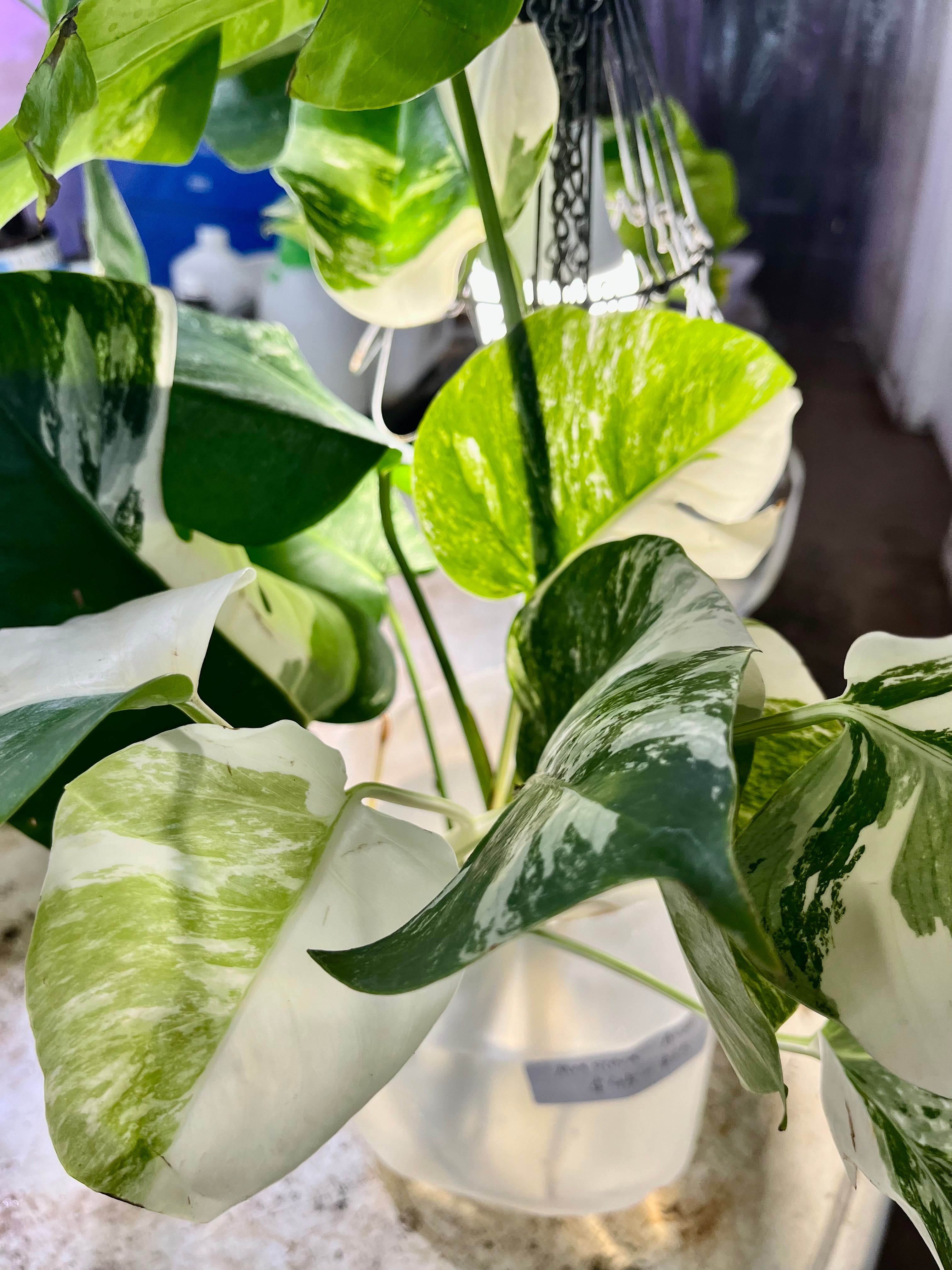 monstera rare plants monstera albo variegated indoor rare plant