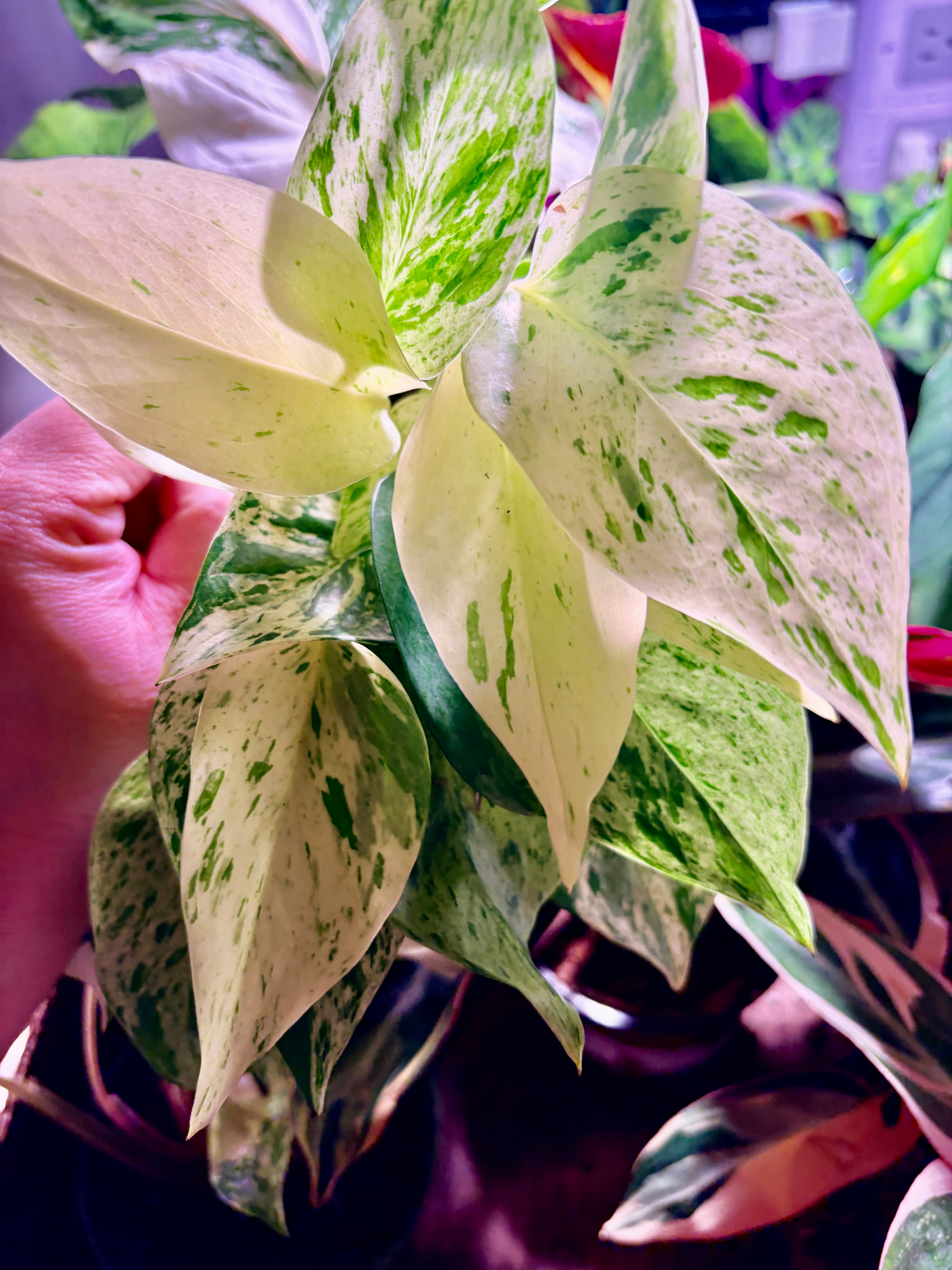 snow queen indoor plant Pothos snow queen easy to care indoor plant free shipping