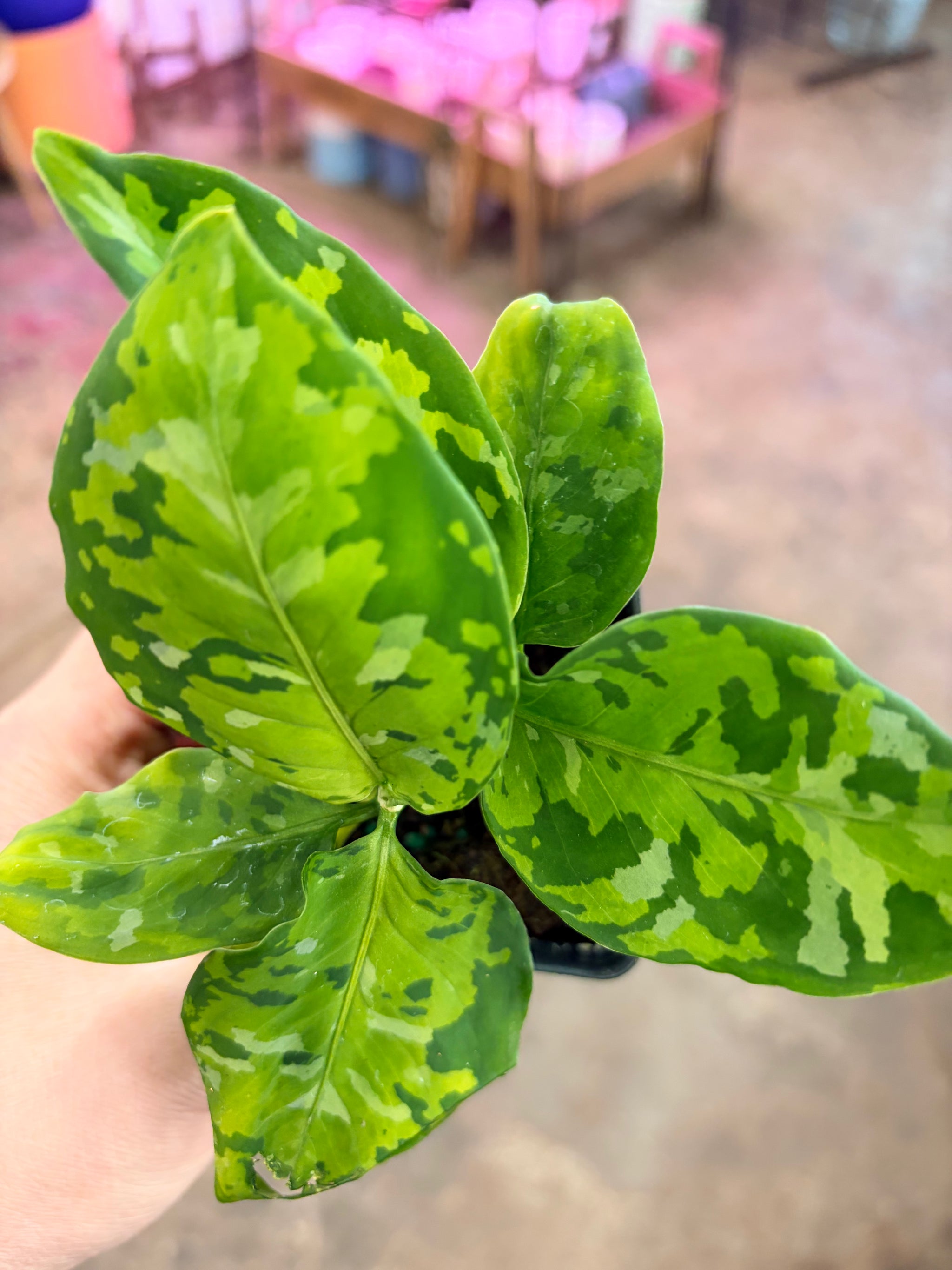 aglaonema pictum tricolor for sale from private owners Extremely rare aglaonema pictum tricolor – UPshining