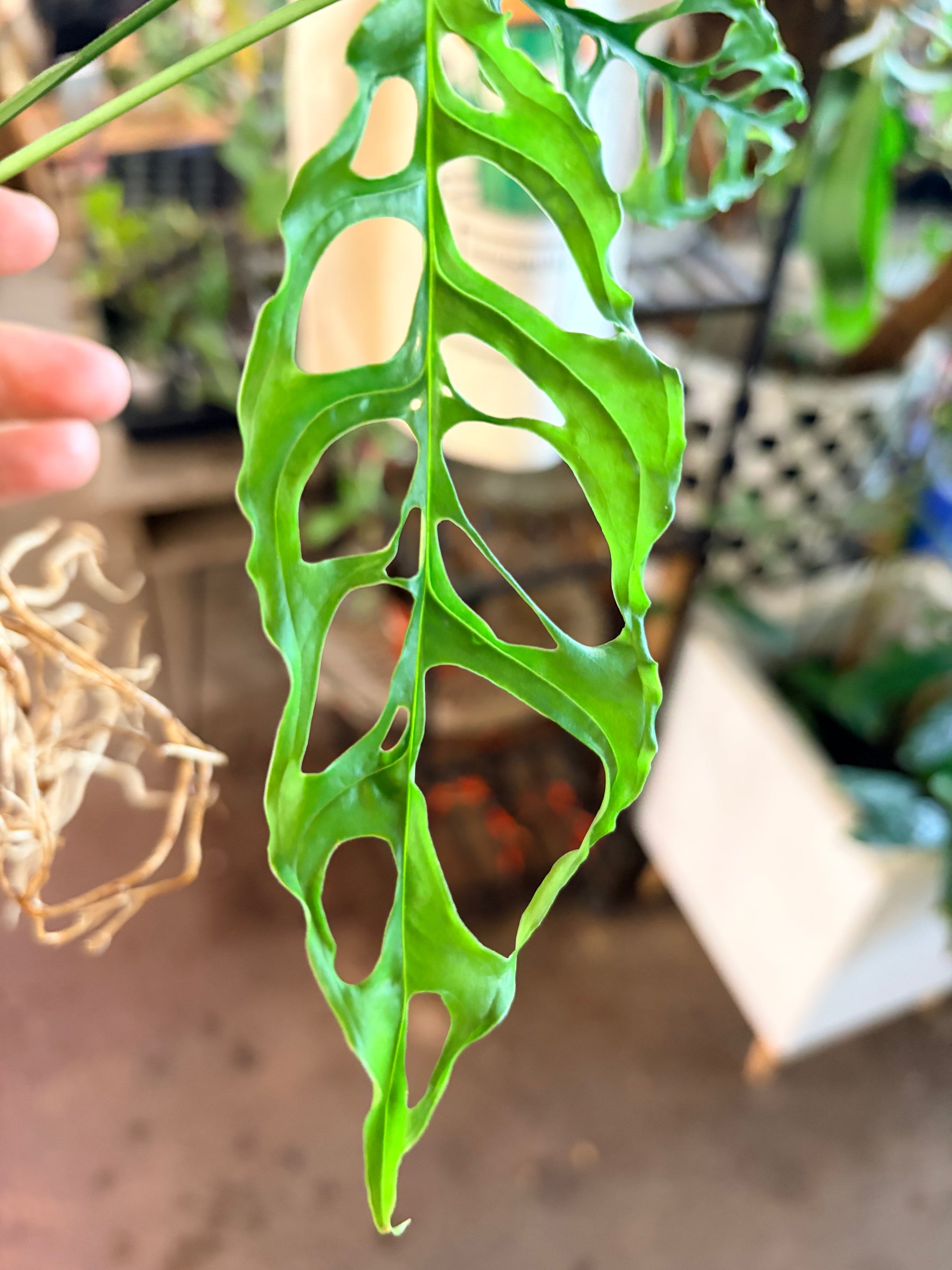 variegated monstera obliqua Monstera Obliqua