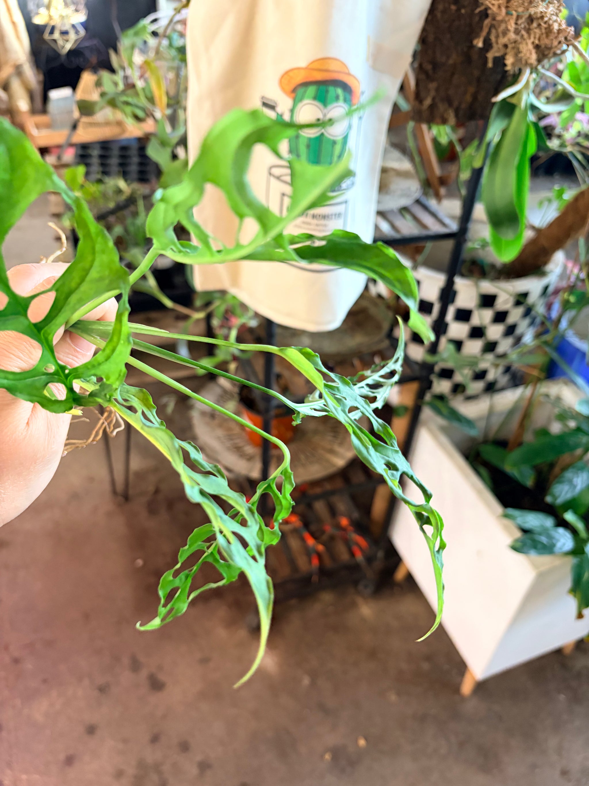 monstera obliqua monstera adansonii Monstera Obliqua