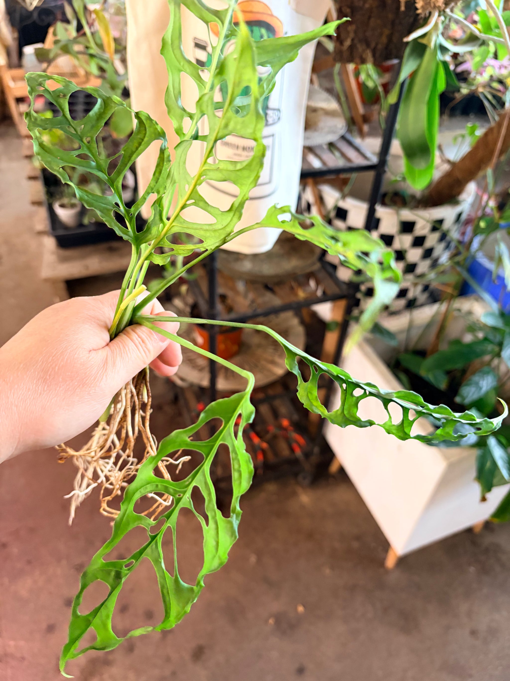 Monstera Obliqua