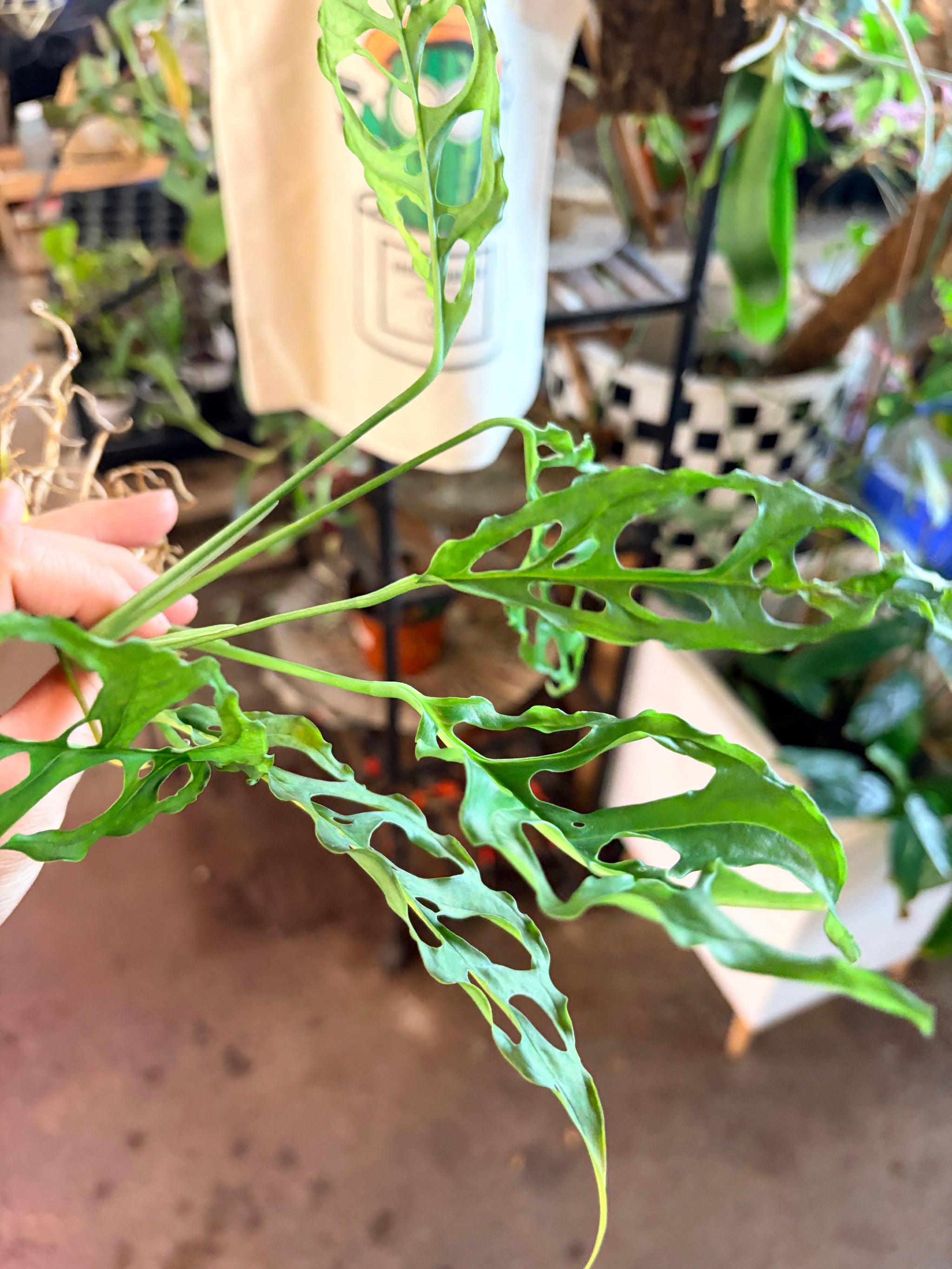 Monstera Obliqua
