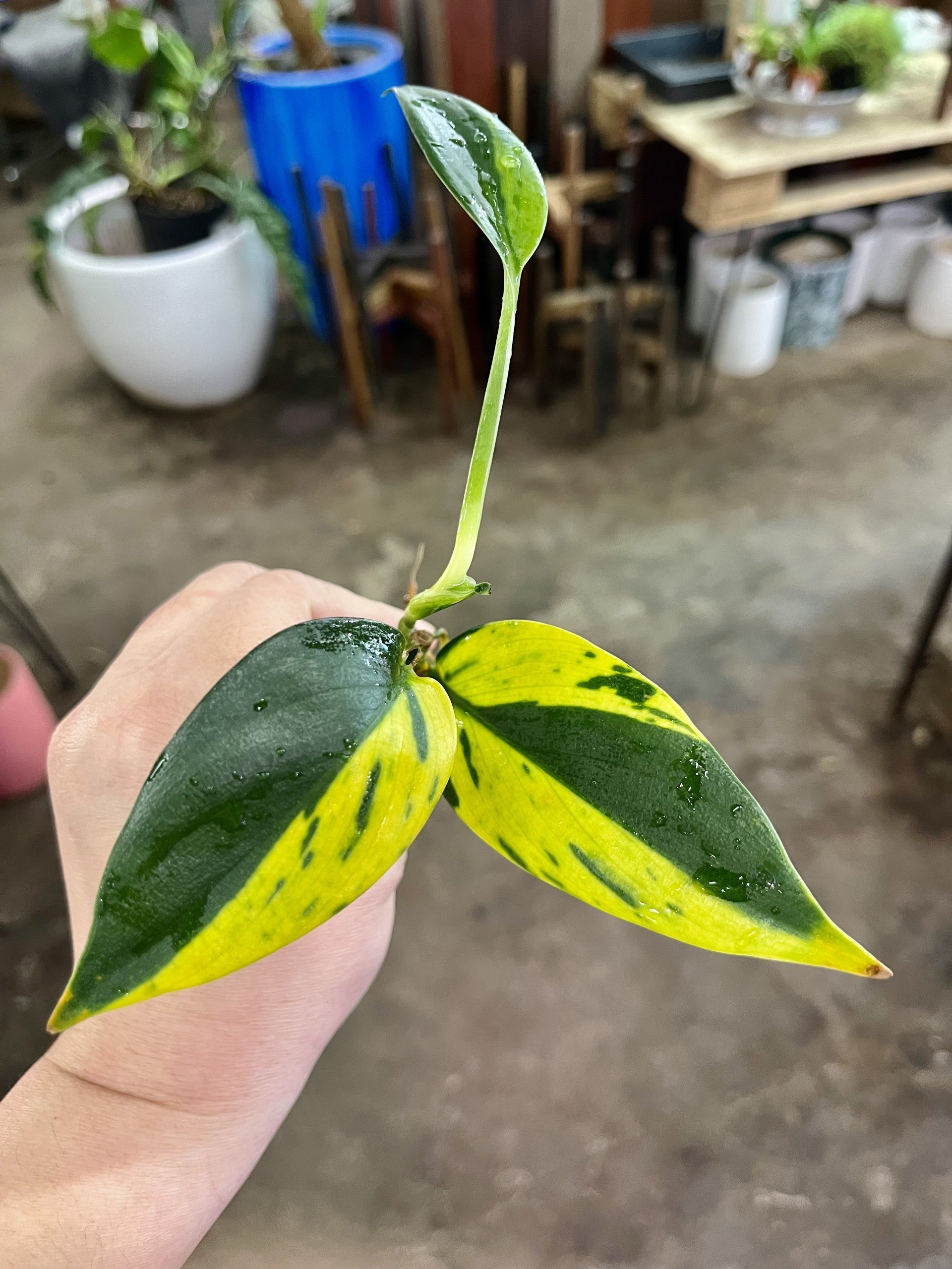 scindapsus indoor plant indoor plant Scindapsus Coriaceus rare live houseplant