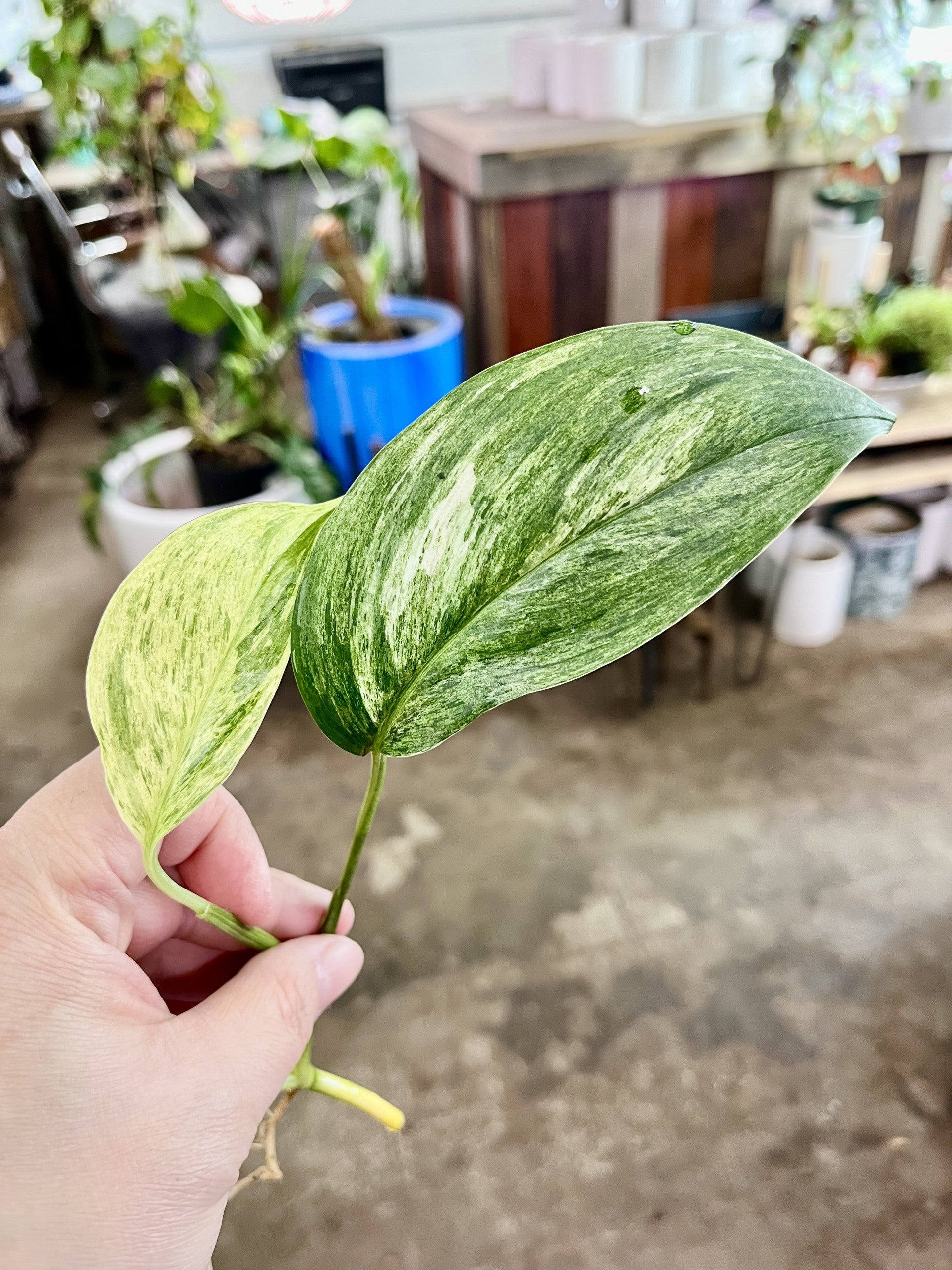 scindapsus indoor plant indoor plant Scindapsus blue albo marble rare live houseplant