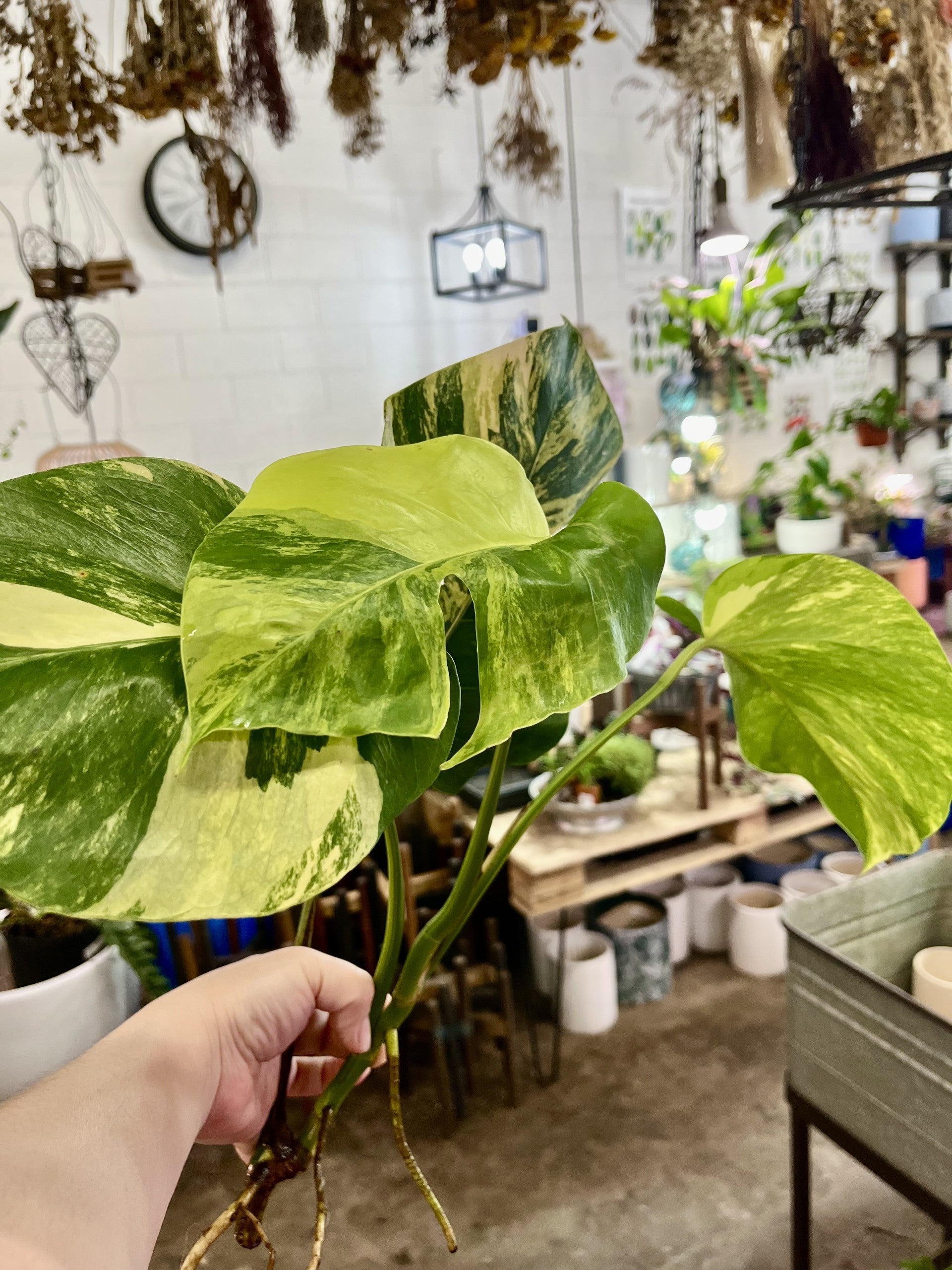 aurea monstera monstera aurea variegated indoor rare plant