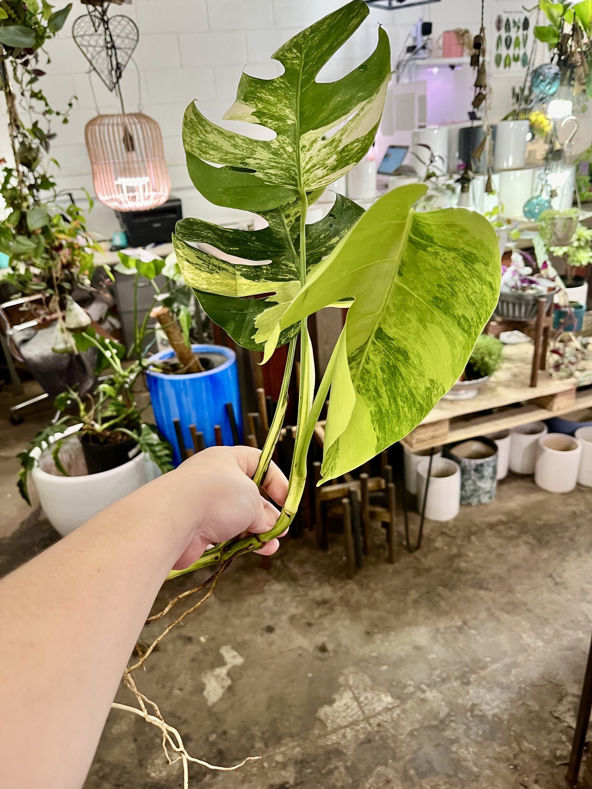 monstera borsigiana aurea monstera aurea variegated indoor rare plant