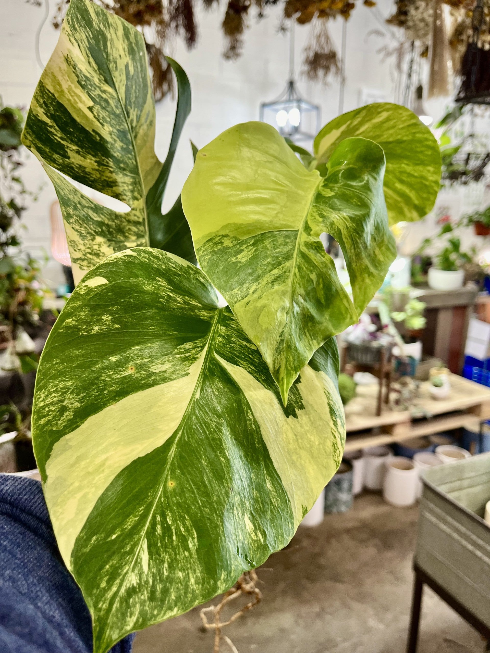 giant monstera deliciosa for sale monstera aurea variegated indoor rare plant