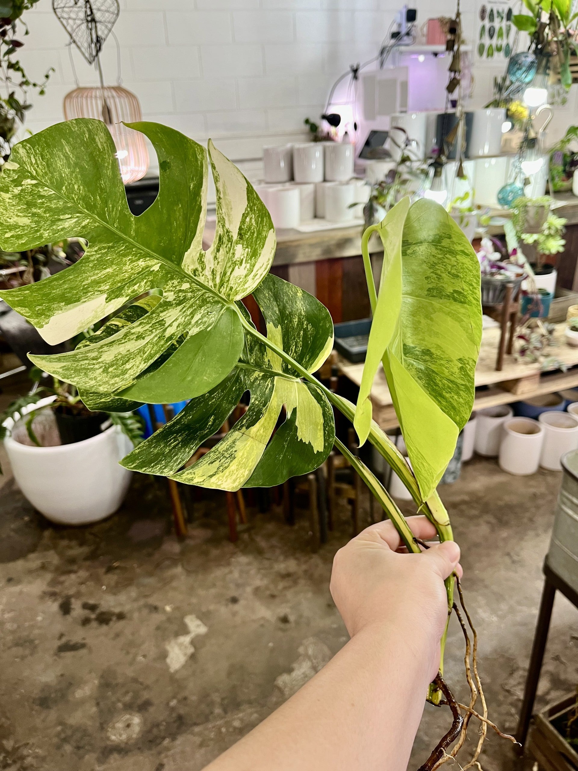 monstera aurora monstera aurea variegated indoor rare plant