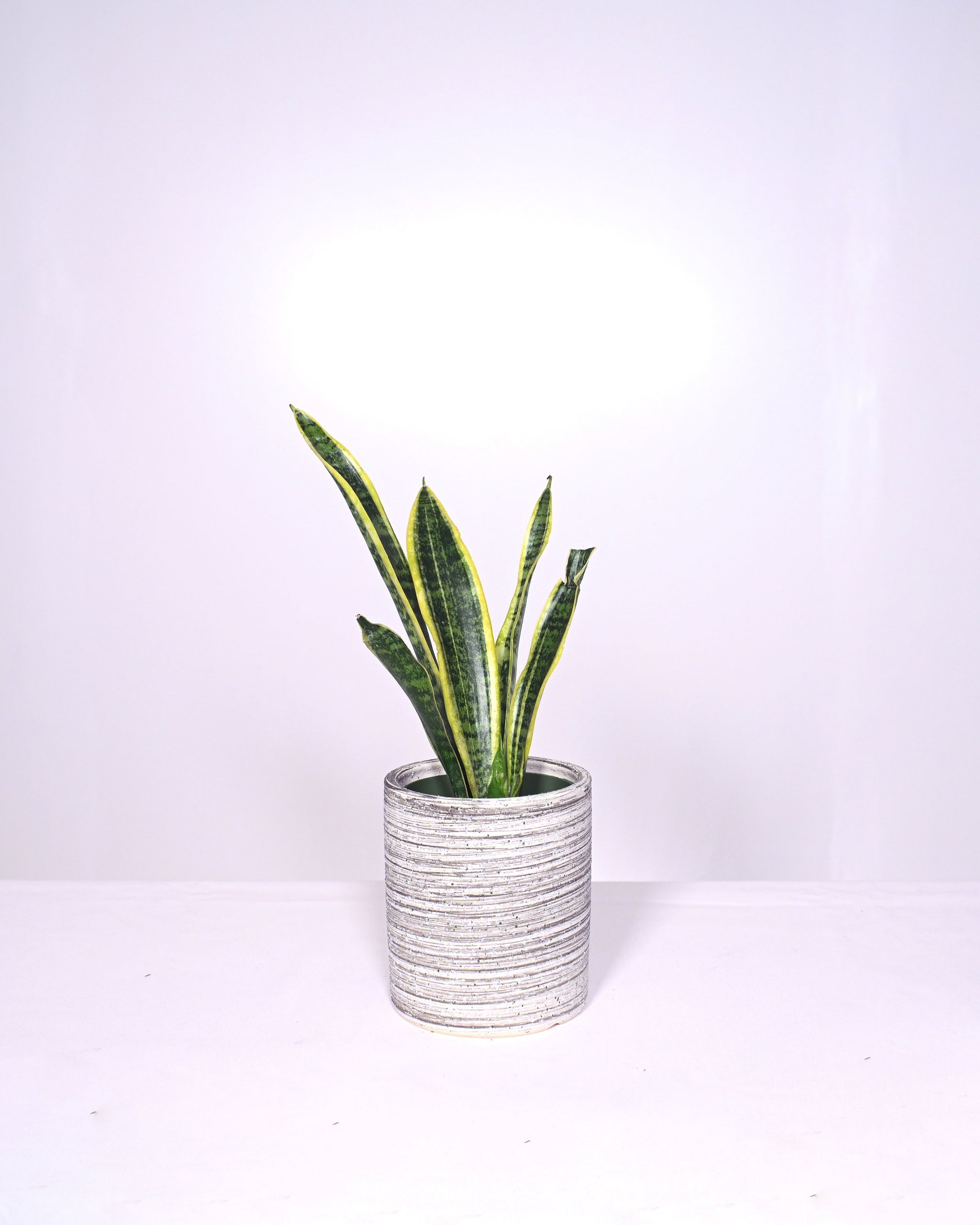 grey snake plant Snake Plant in 5" Pots – UPshining