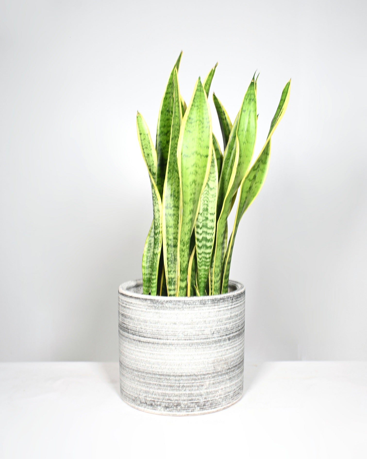 snake plant container Snake Plant in 10" Pots – UPshining