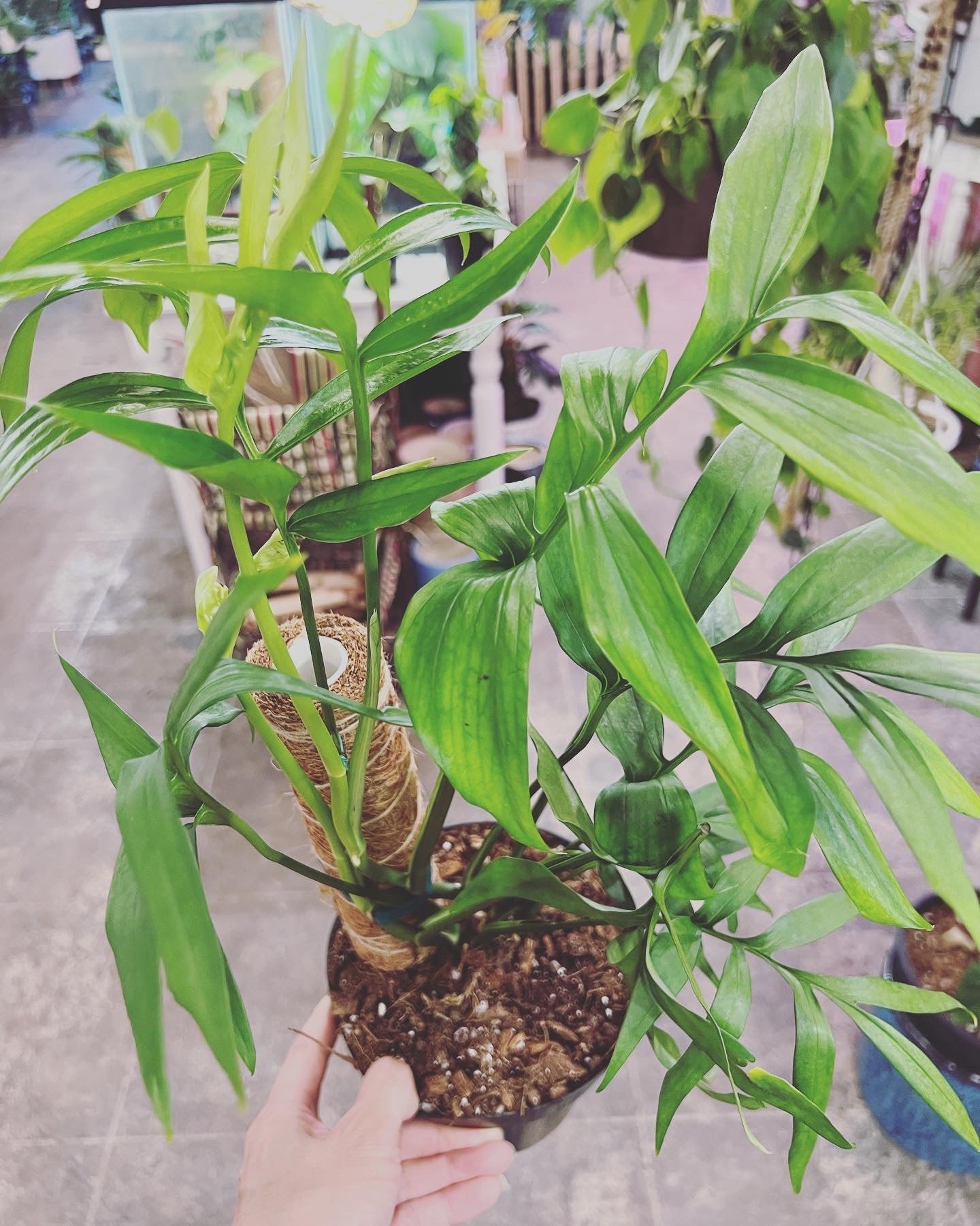 philodendron subpinnata Monstera Subpinnata 6" – UPshining