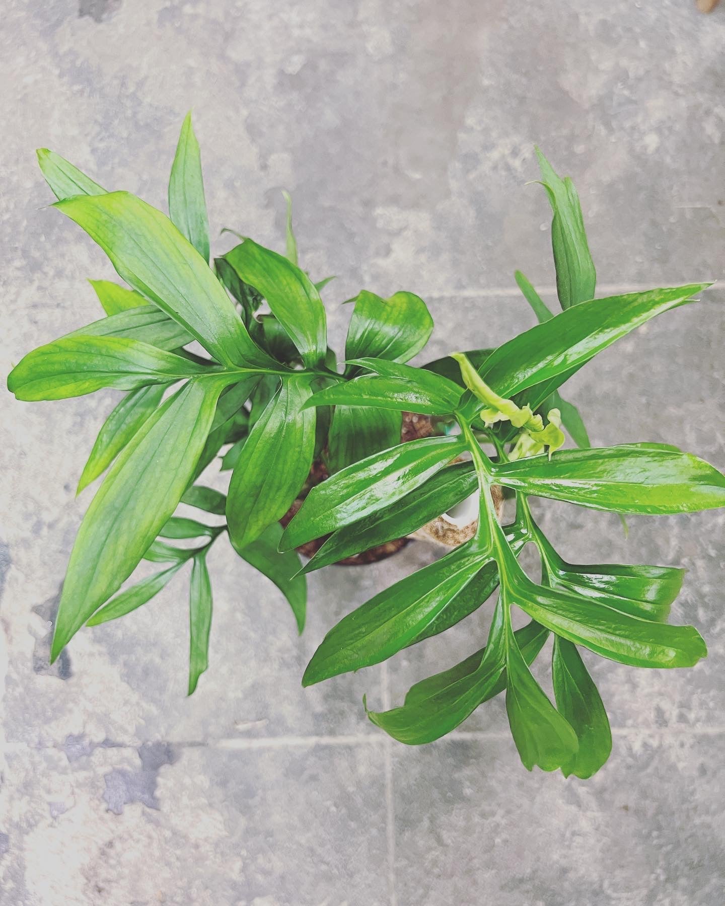 philodendron subpinnata Monstera Subpinnata 6" – UPshining