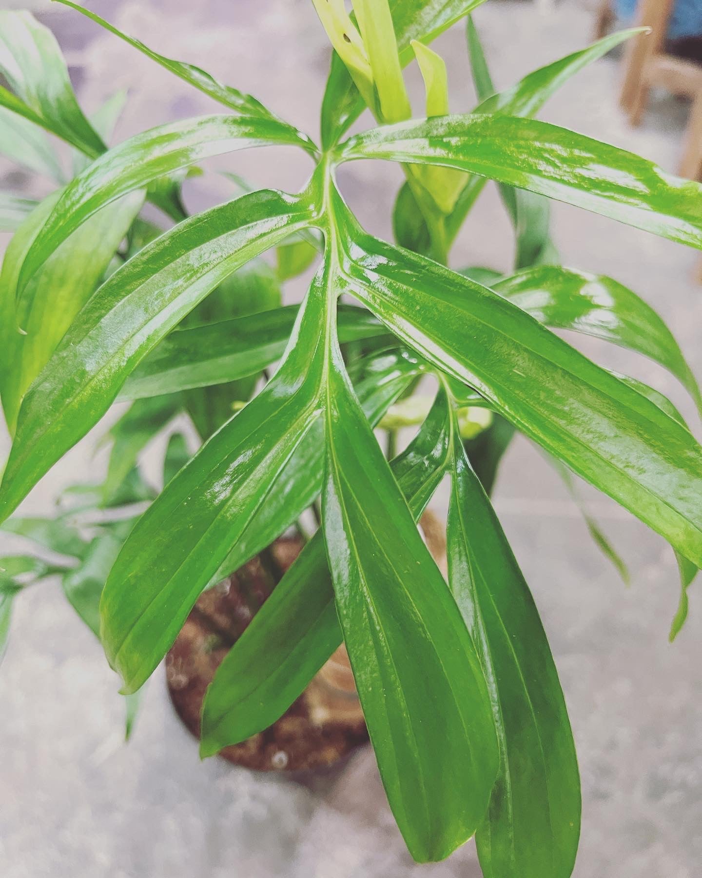monstera subpinnata Monstera Subpinnata 6"