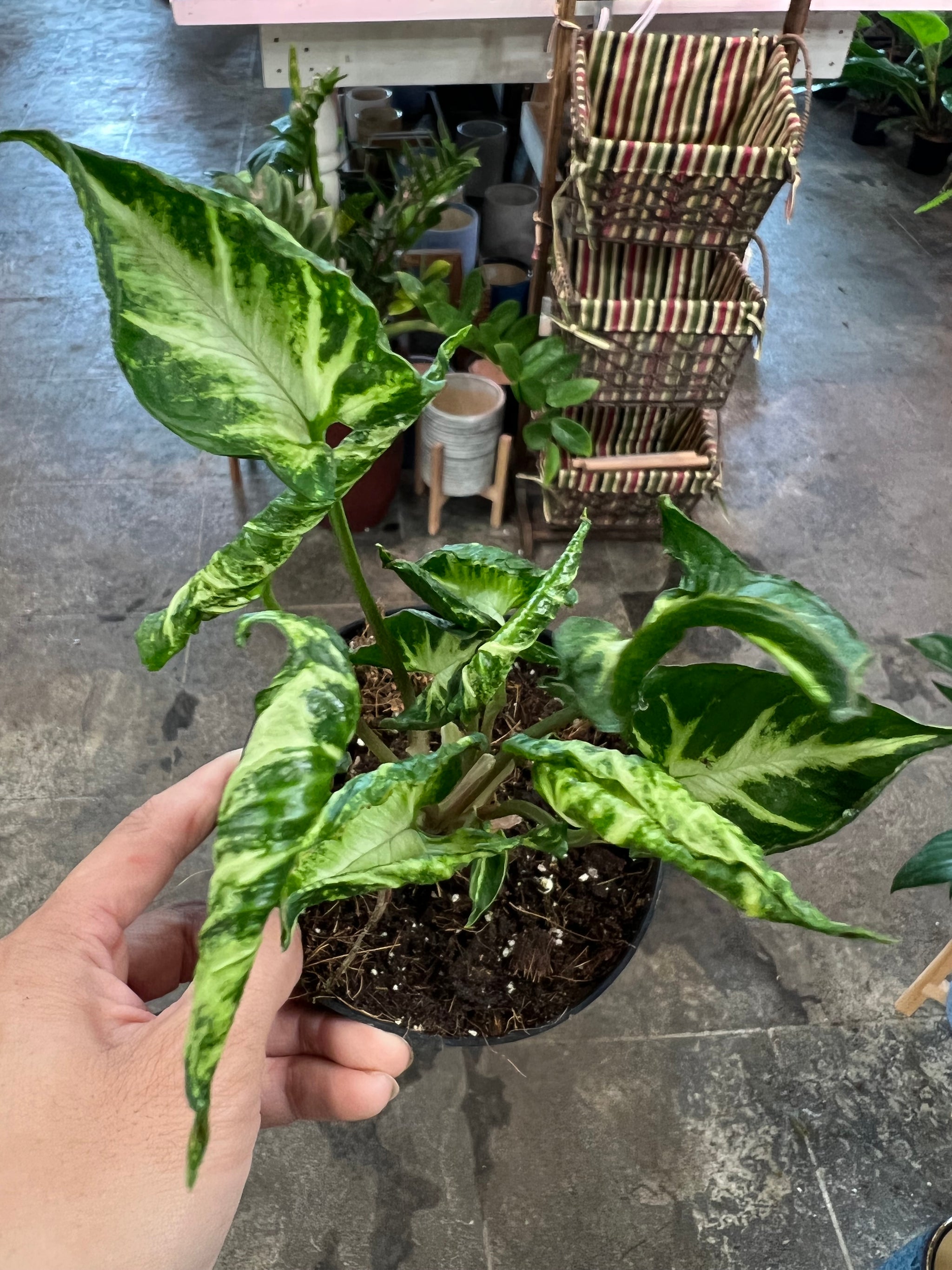 philodendron godzilla Syngonium Godzilla 4" – UPshining