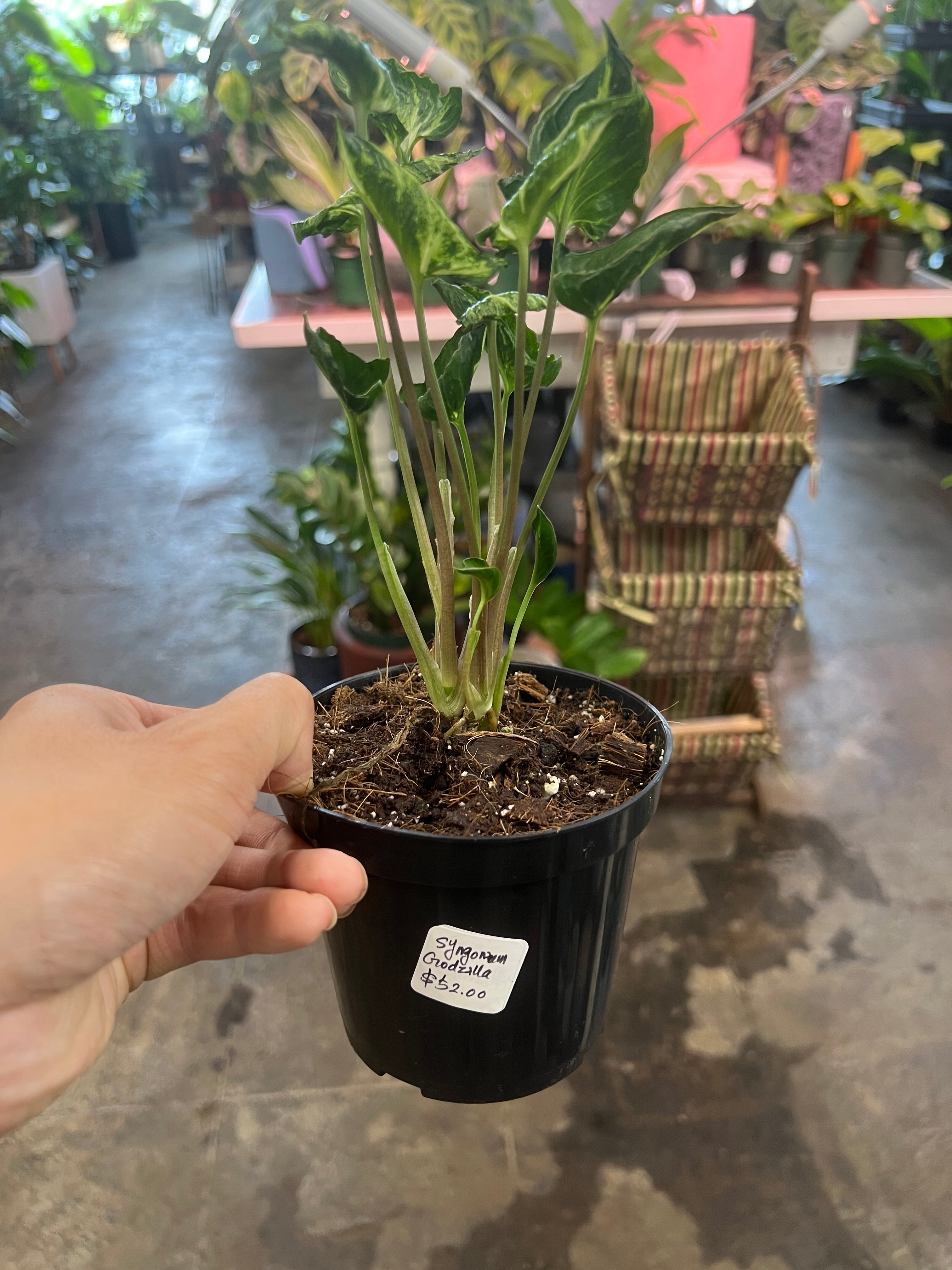 philodendron godzilla Syngonium Godzilla 4" – UPshining
