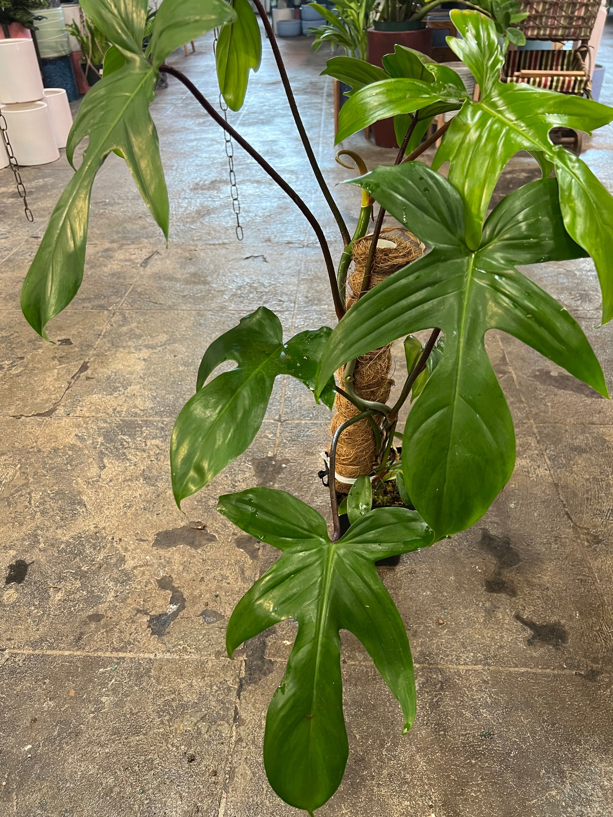 philodendron florida green vs pedatum Philodendron Florida Green 6" – UPshining