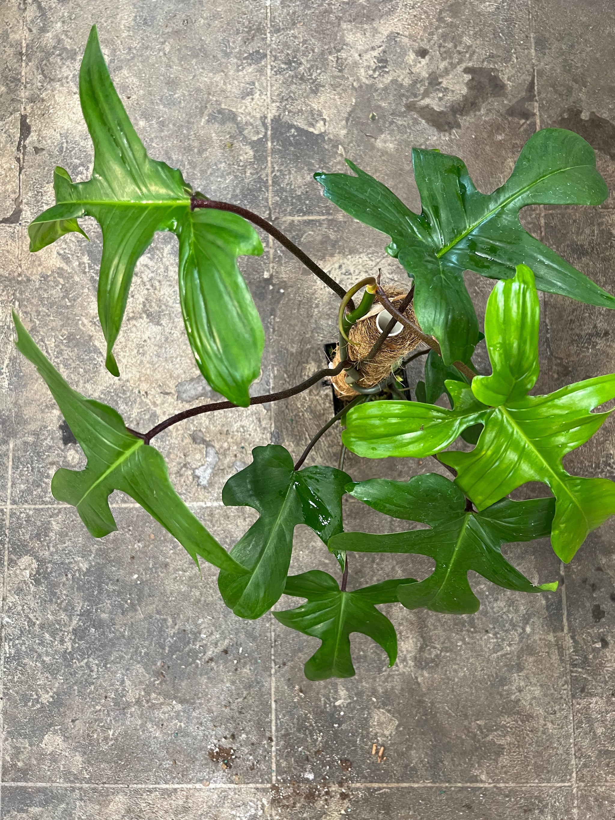 philodendron florida green flower Philodendron Florida Green 6"