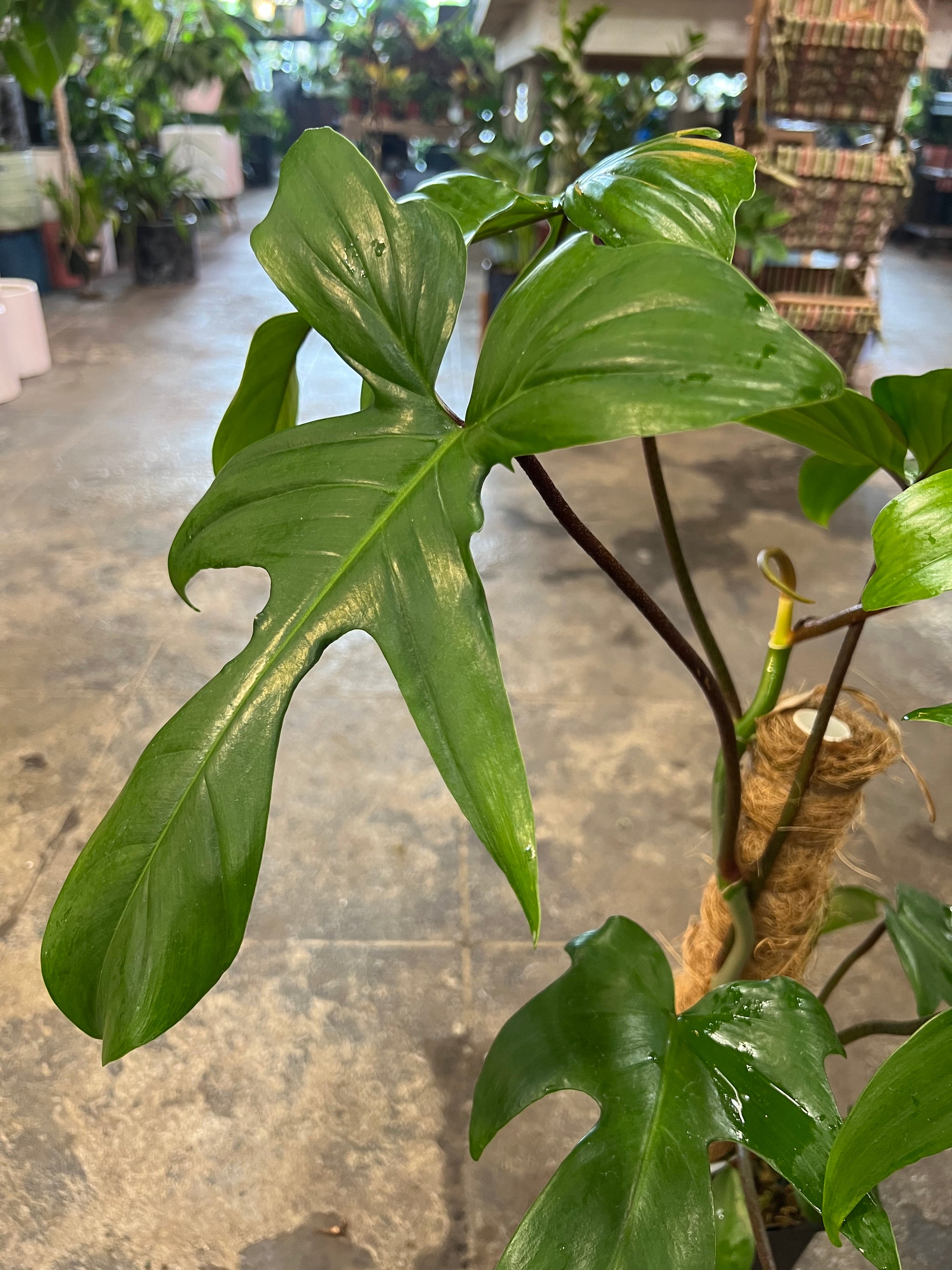 philodendron florida green flower Philodendron Florida Green 6" – UPshining