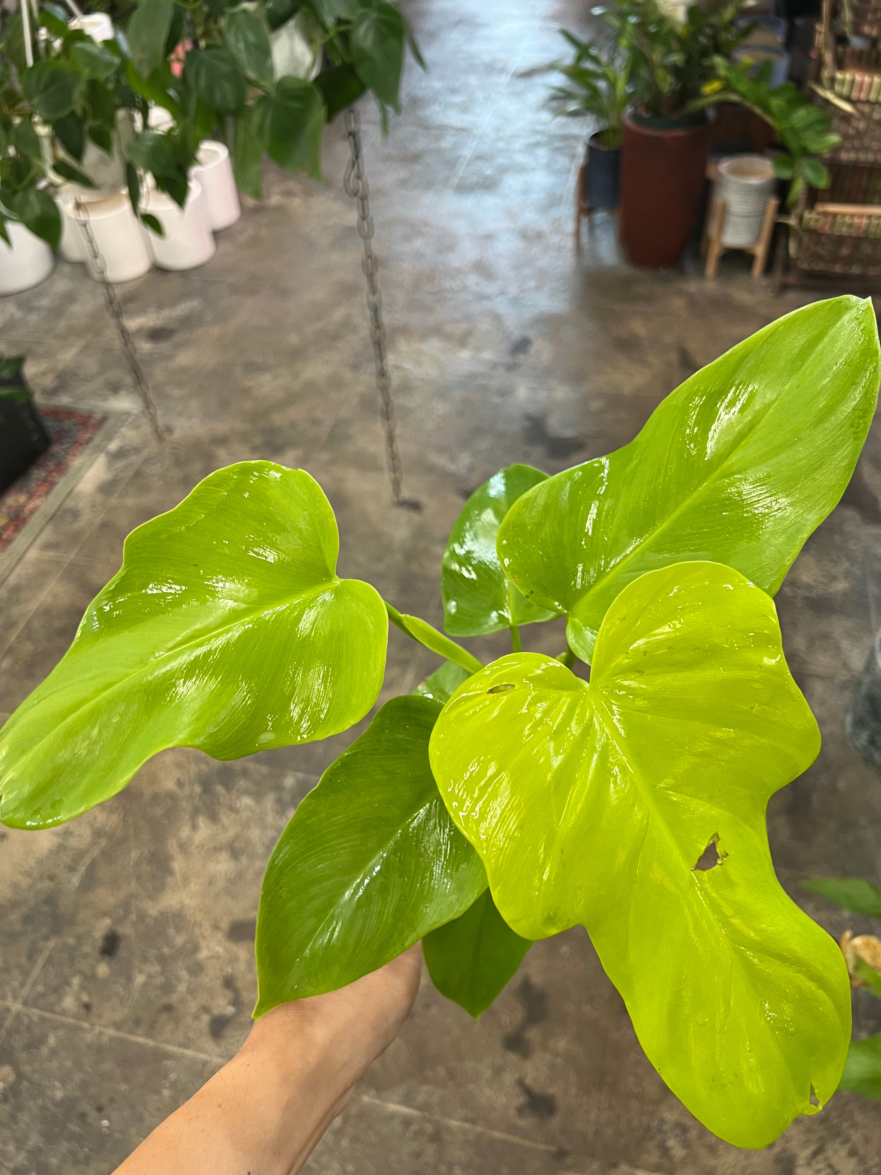 philodendron bipenn Philodendron Bipennifolium Aurea 4" – UPshining
