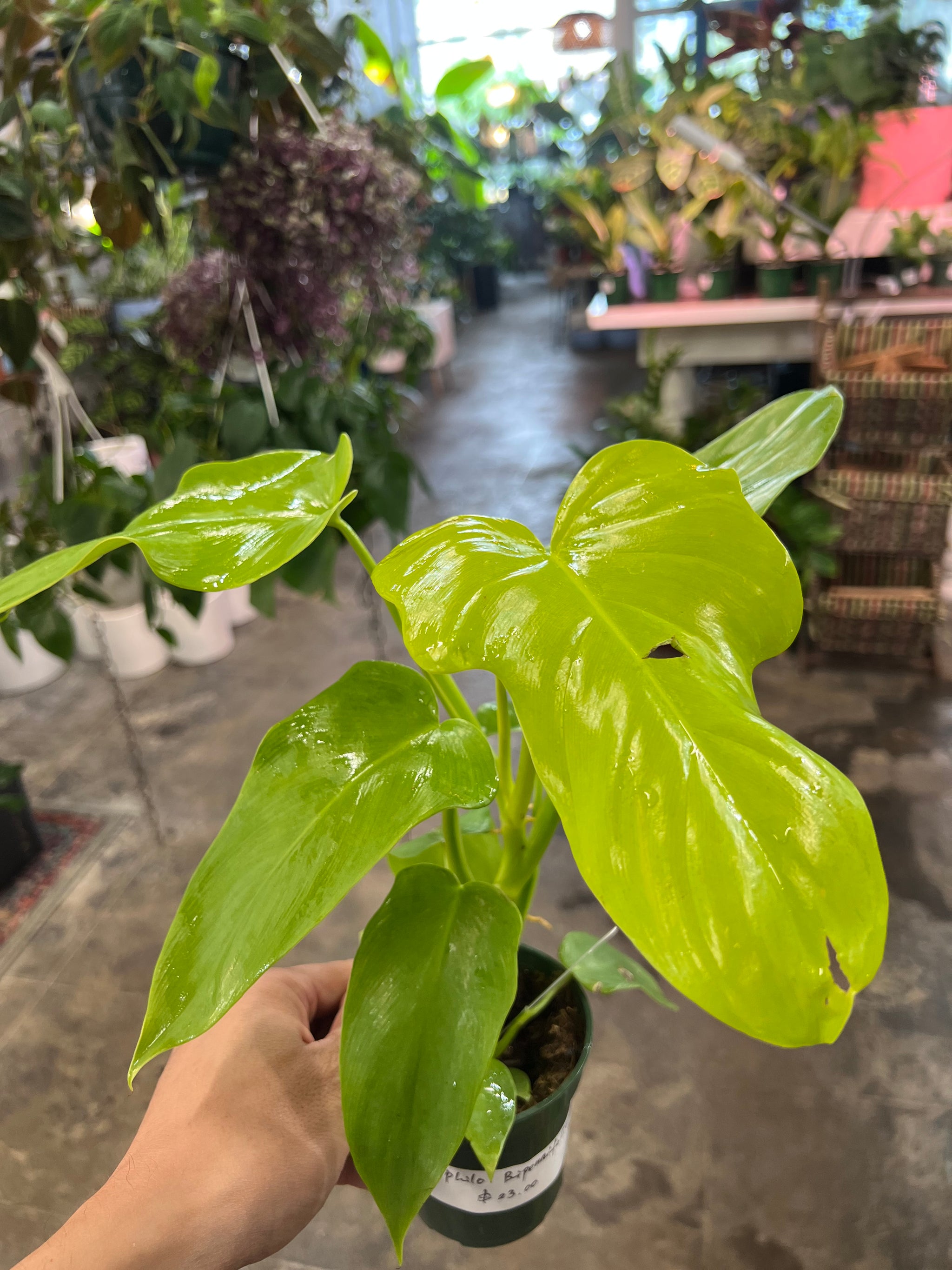 Philodendron Bipennifolium Aurea 4