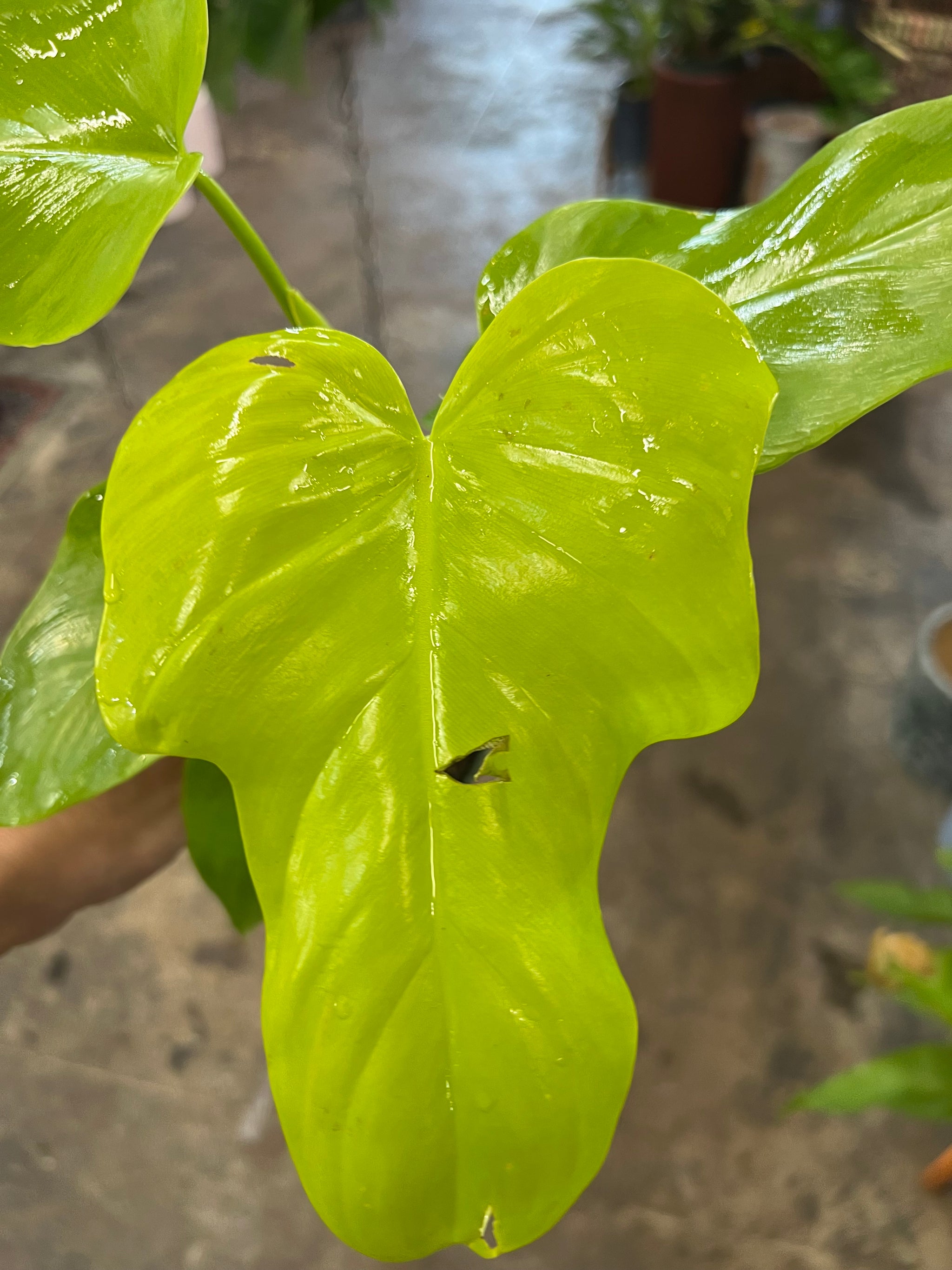 bipennifolium philodendron Philodendron Bipennifolium Aurea 4" – UPshining