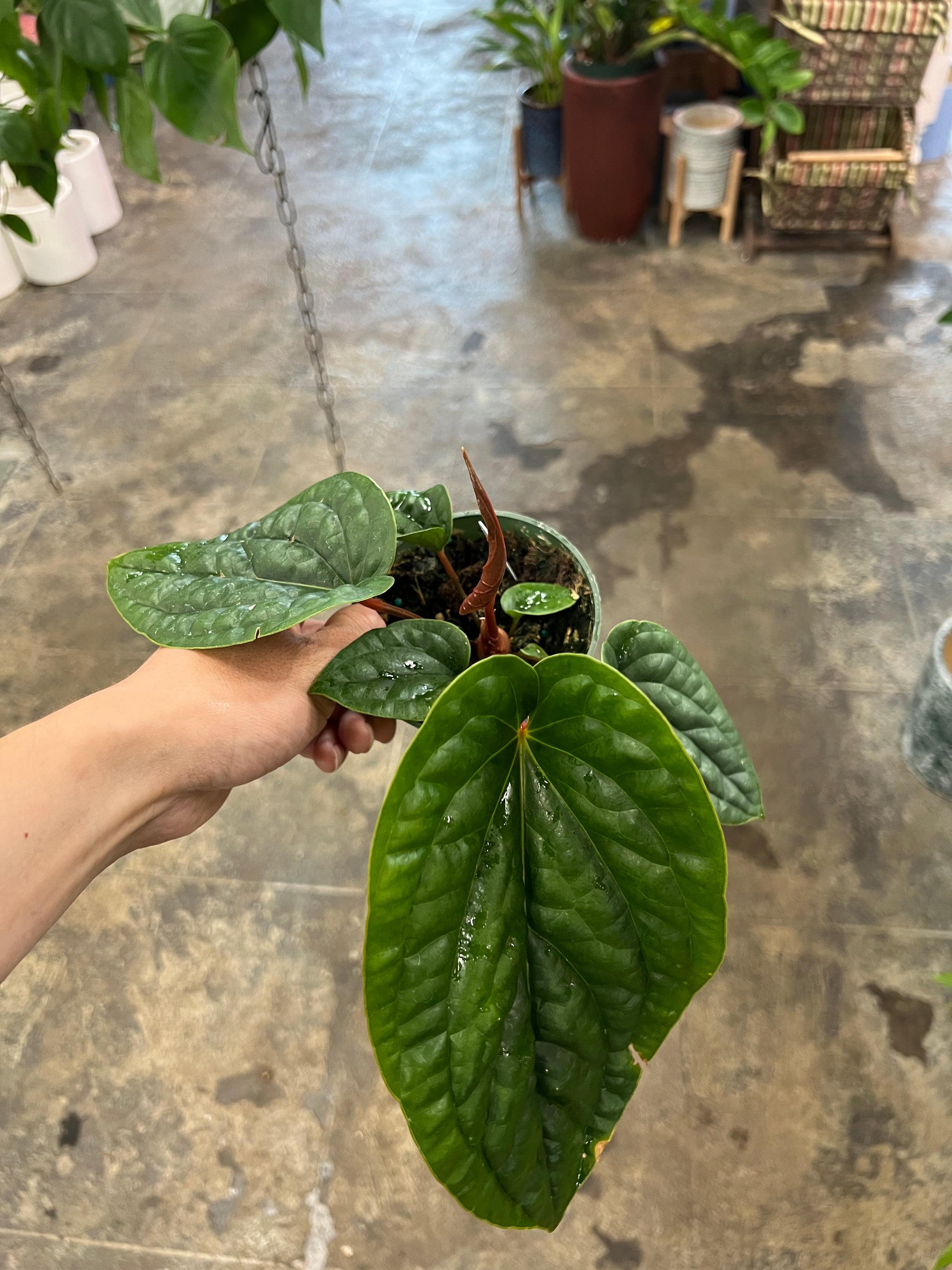 anthurium radicans for sale Anthurium Radicans x Luxurians – UPshining