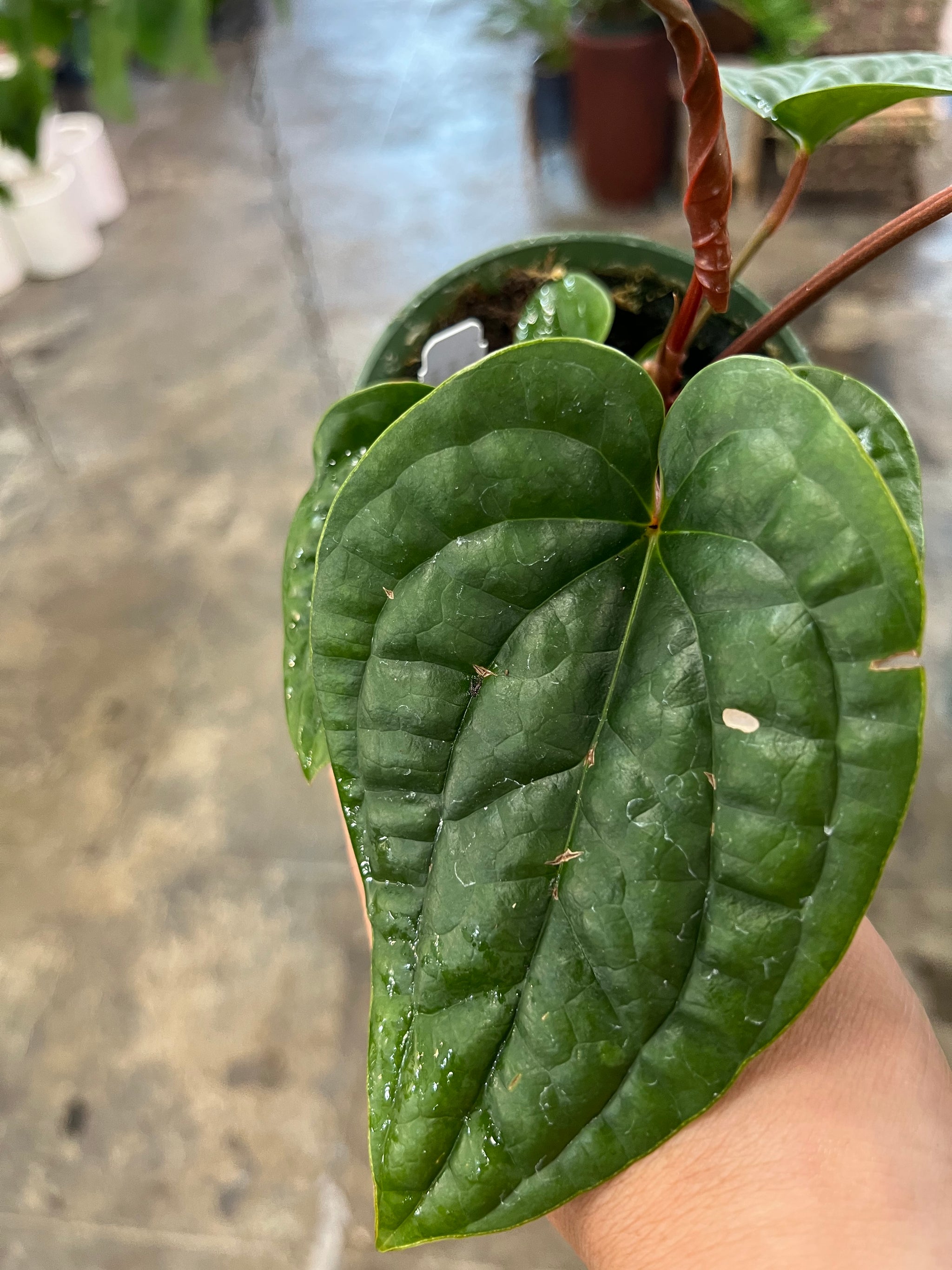 anthurium radicans Anthurium Radicans x Luxurians – UPshining