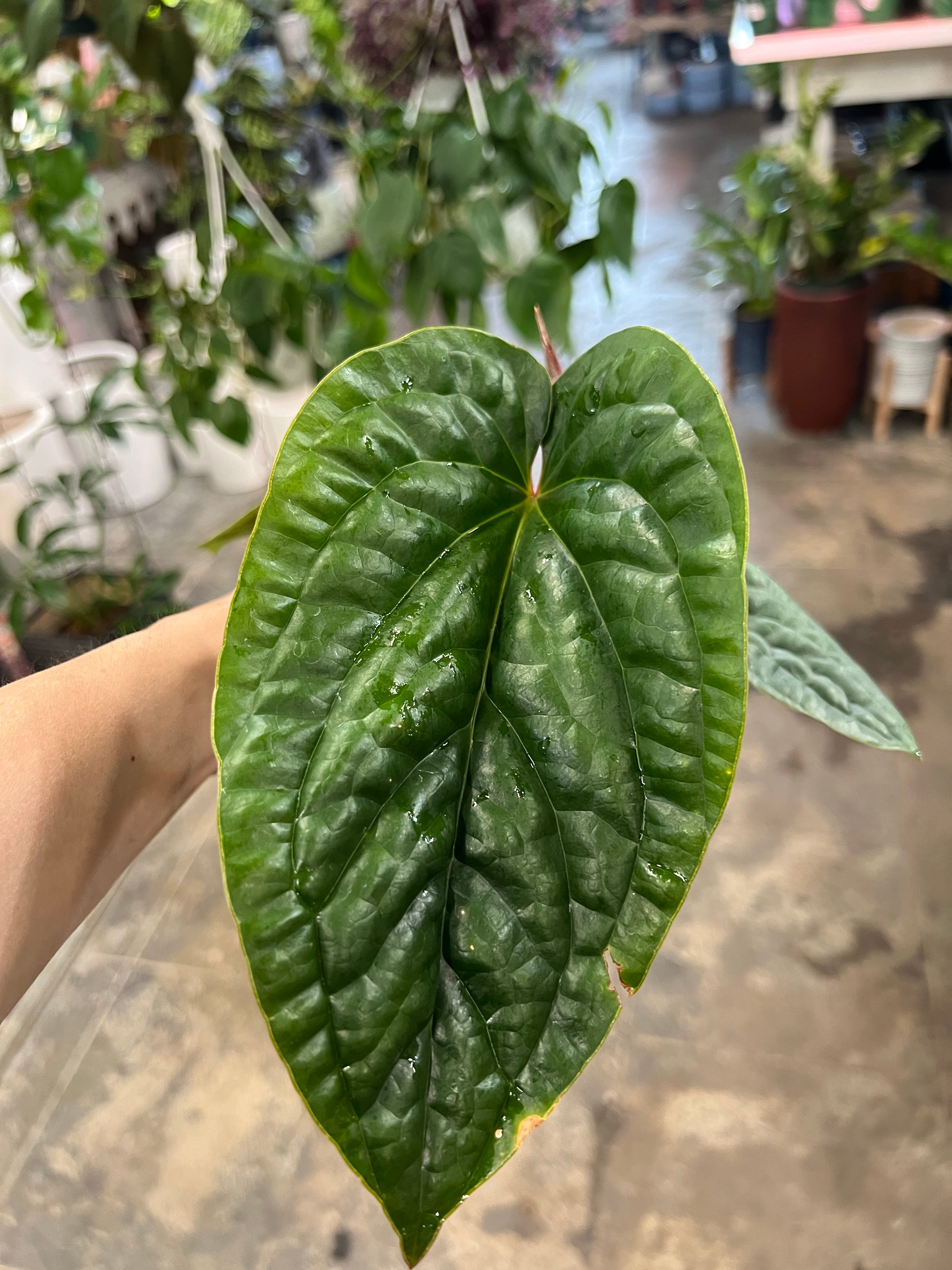 anthurium luxurians x radicans care Anthurium Radicans x Luxurians
