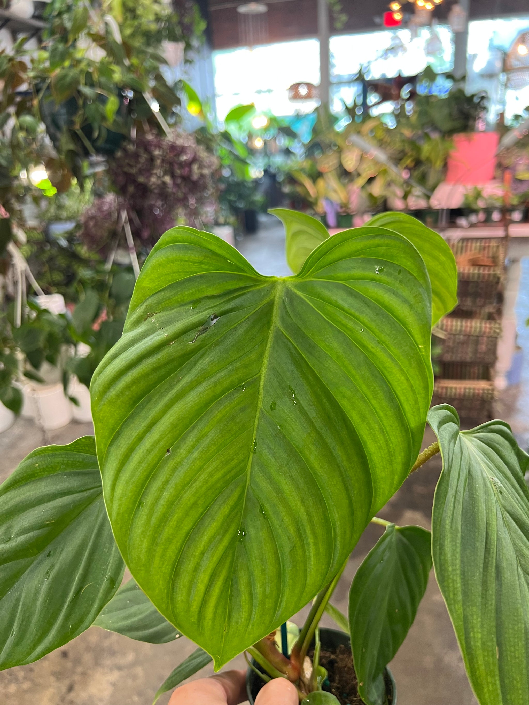fuzzy philodendron Philodendron Fuzzy Petiole 4" – UPshining