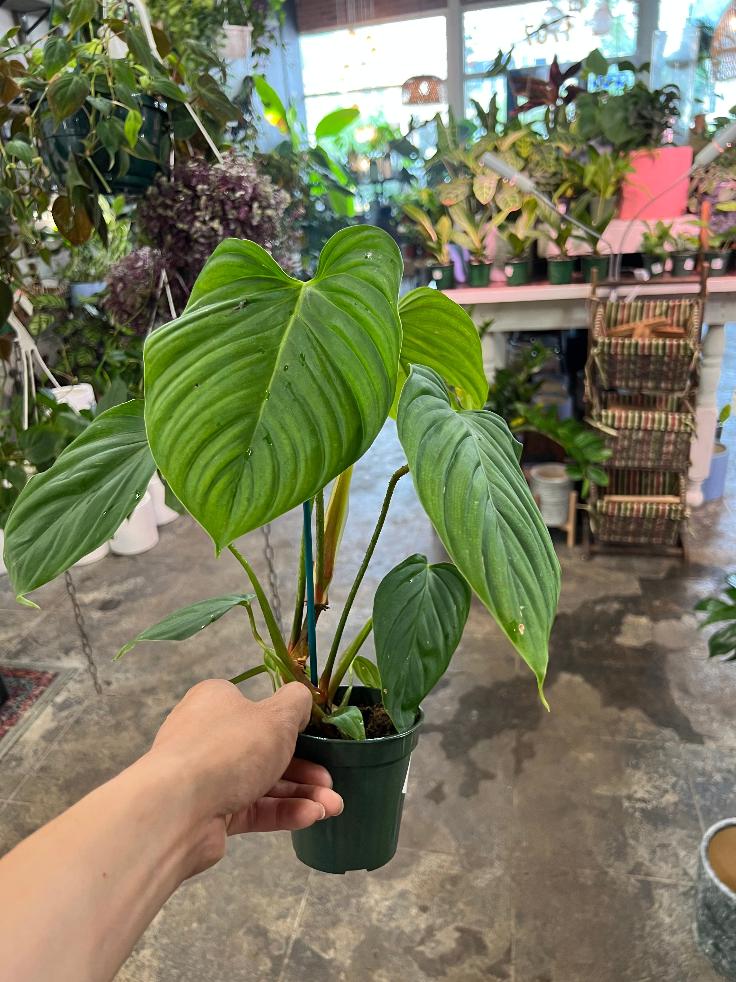 philodendron sp fuzzy petiole Philodendron Fuzzy Petiole 4" – UPshining