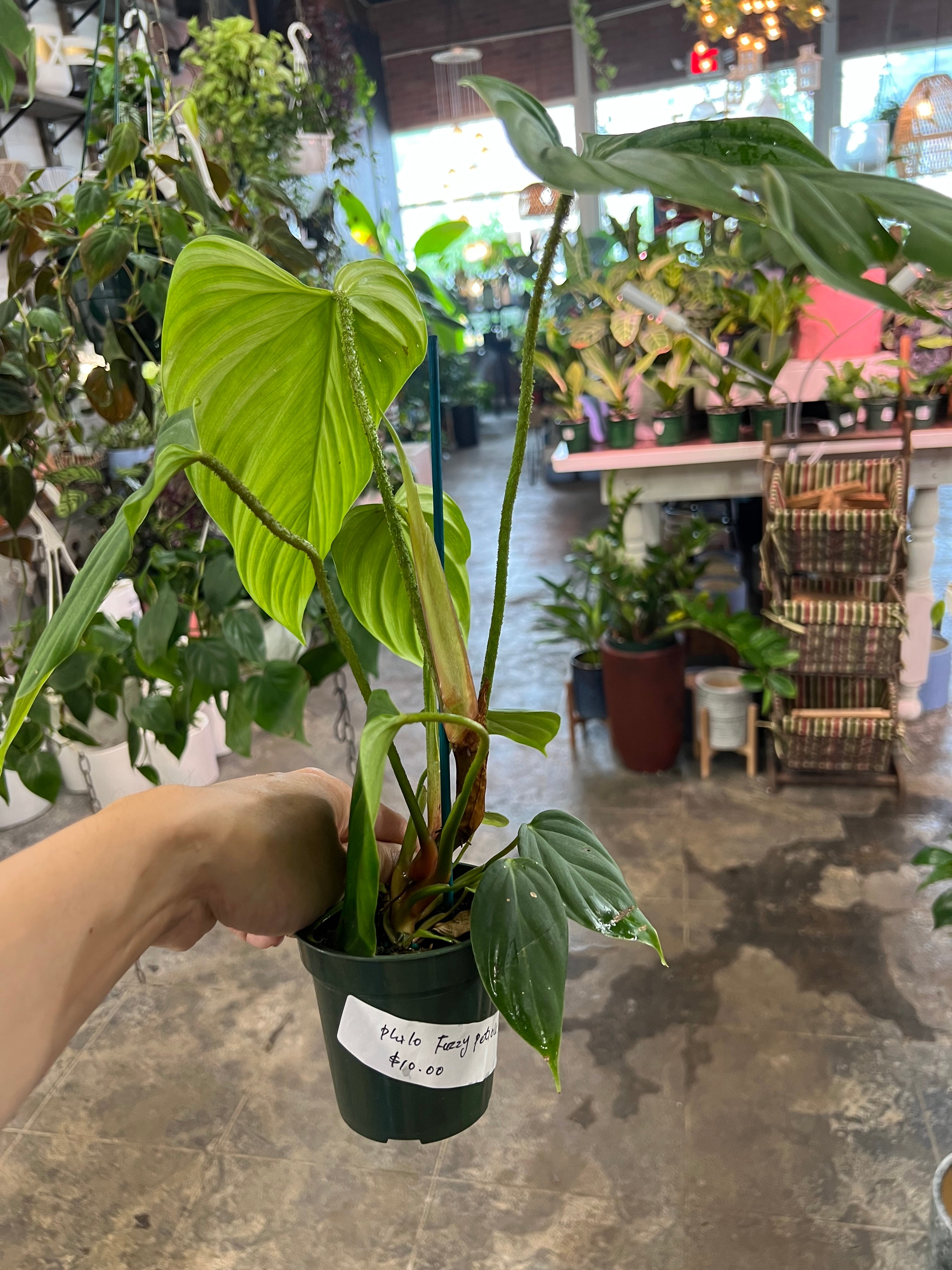 philodendron nangaritense fuzzy petiole Philodendron Fuzzy Petiole 4" – UPshining