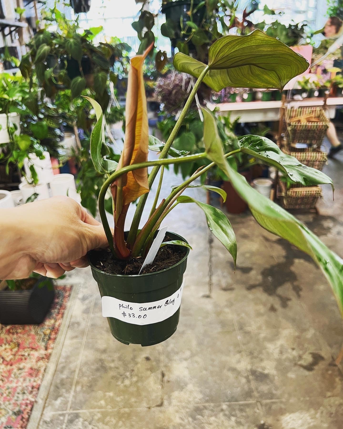 summer philodendron Philodendron Summer Glory 4" – UPshining