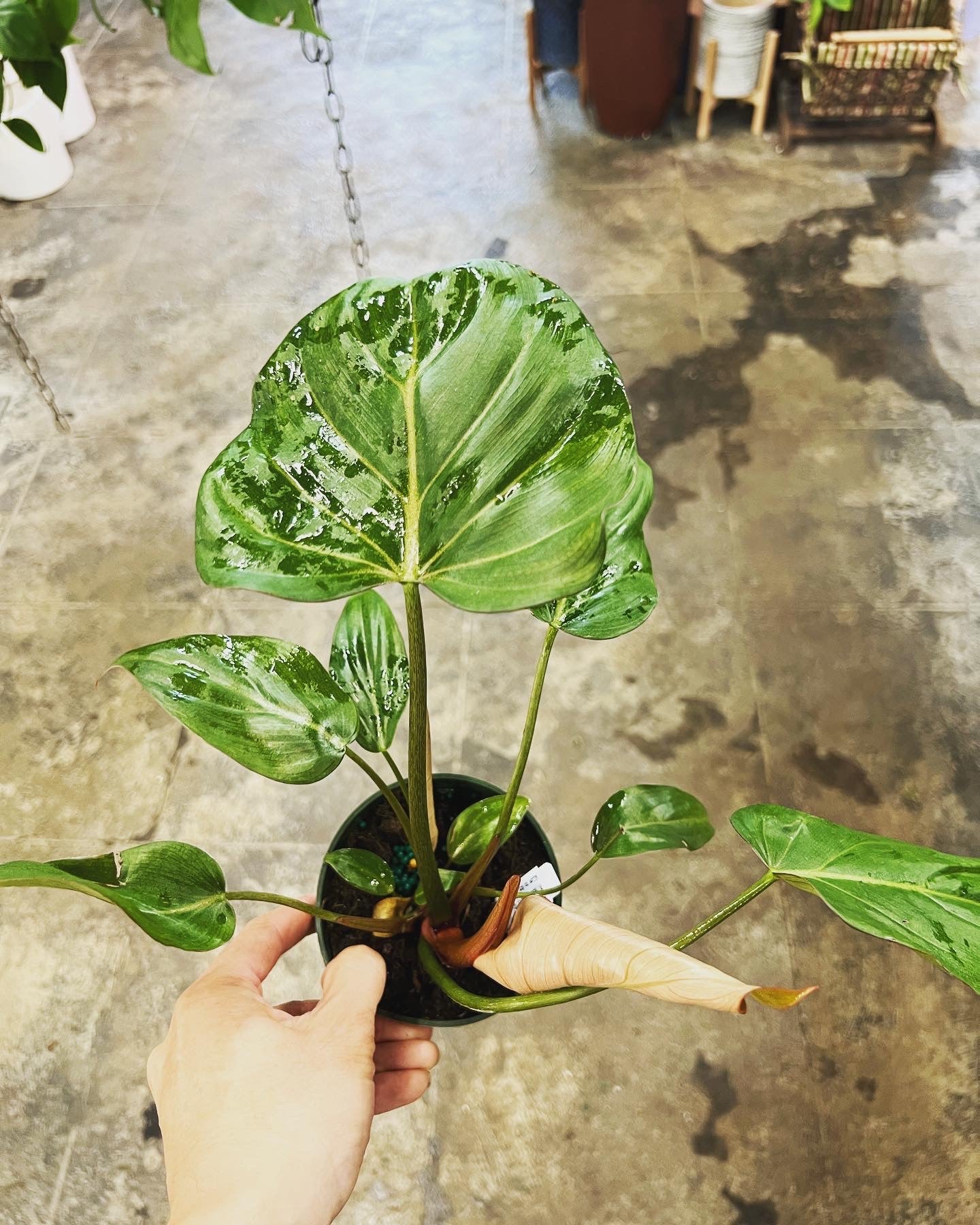 philodendron glory Philodendron Summer Glory 4"