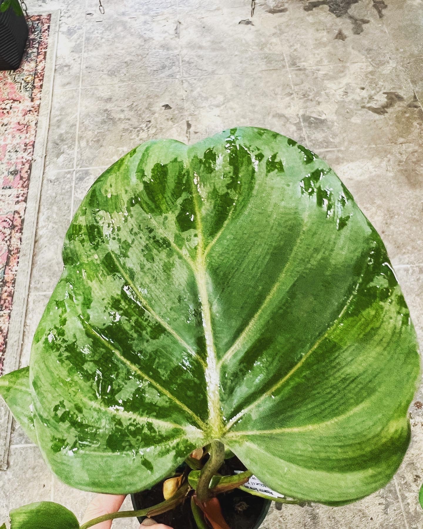 philodendron gloriosum summer glory Philodendron Summer Glory 4" – UPshining