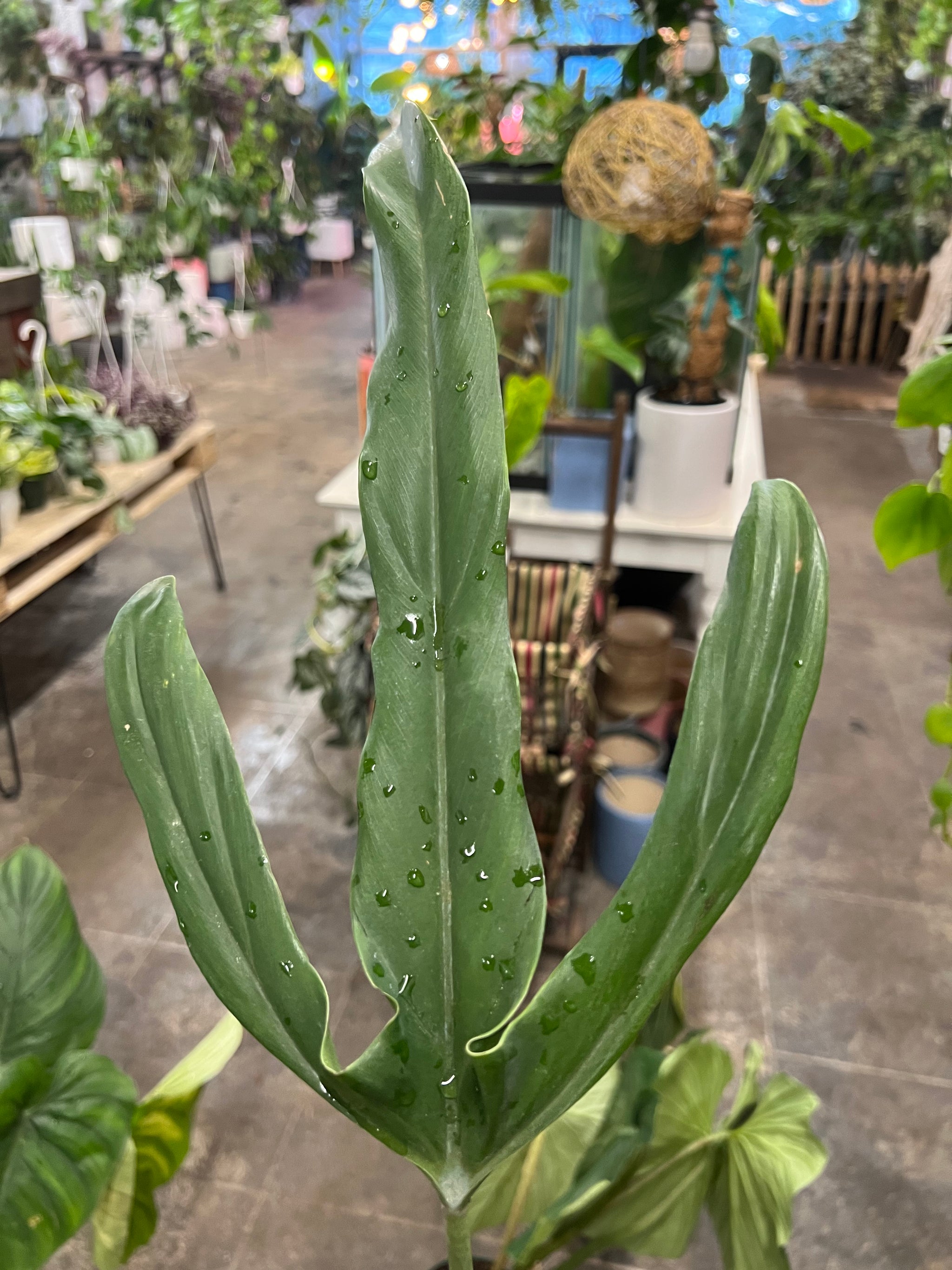Philodendron Paloraense 6