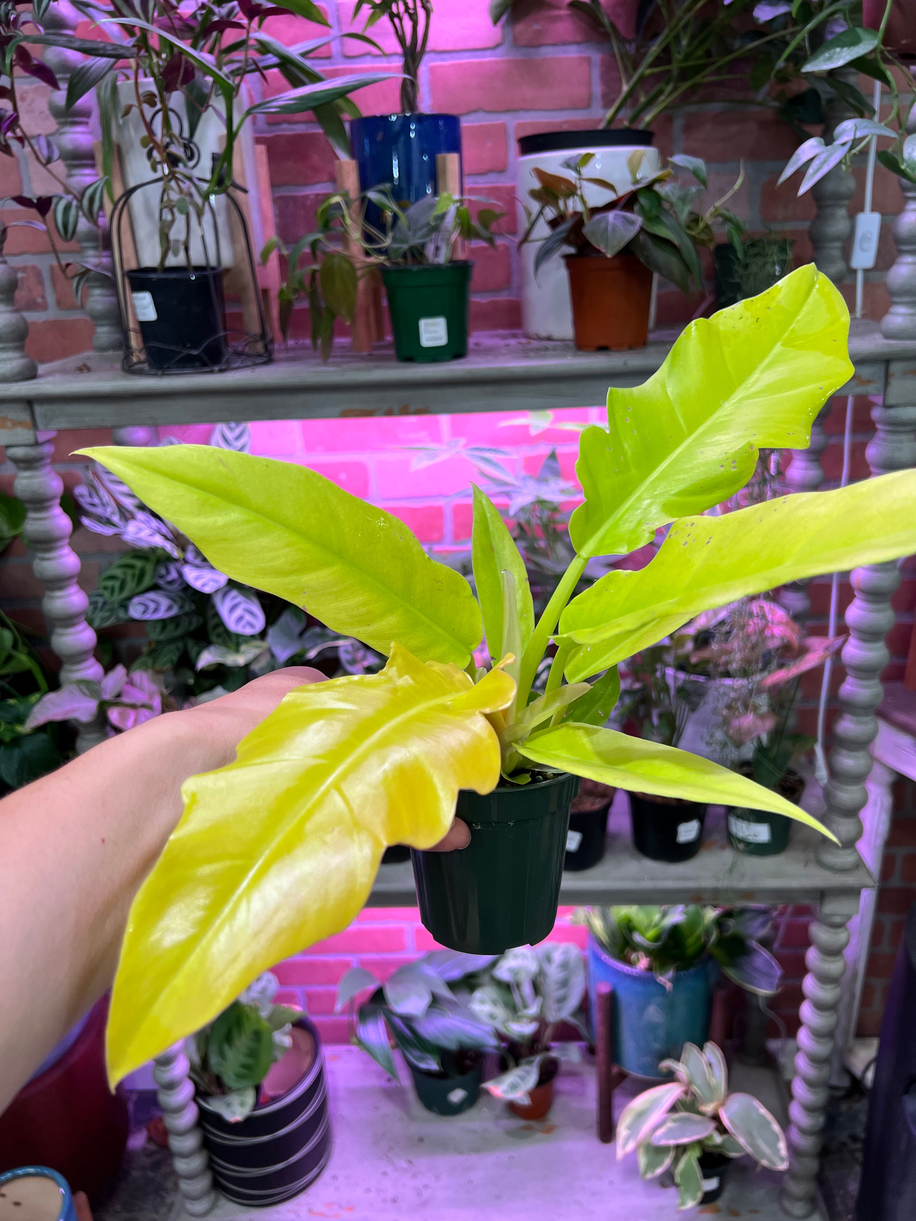 philodendron golden gator Philodendron Golden Crocodile 3.5" – UPshining