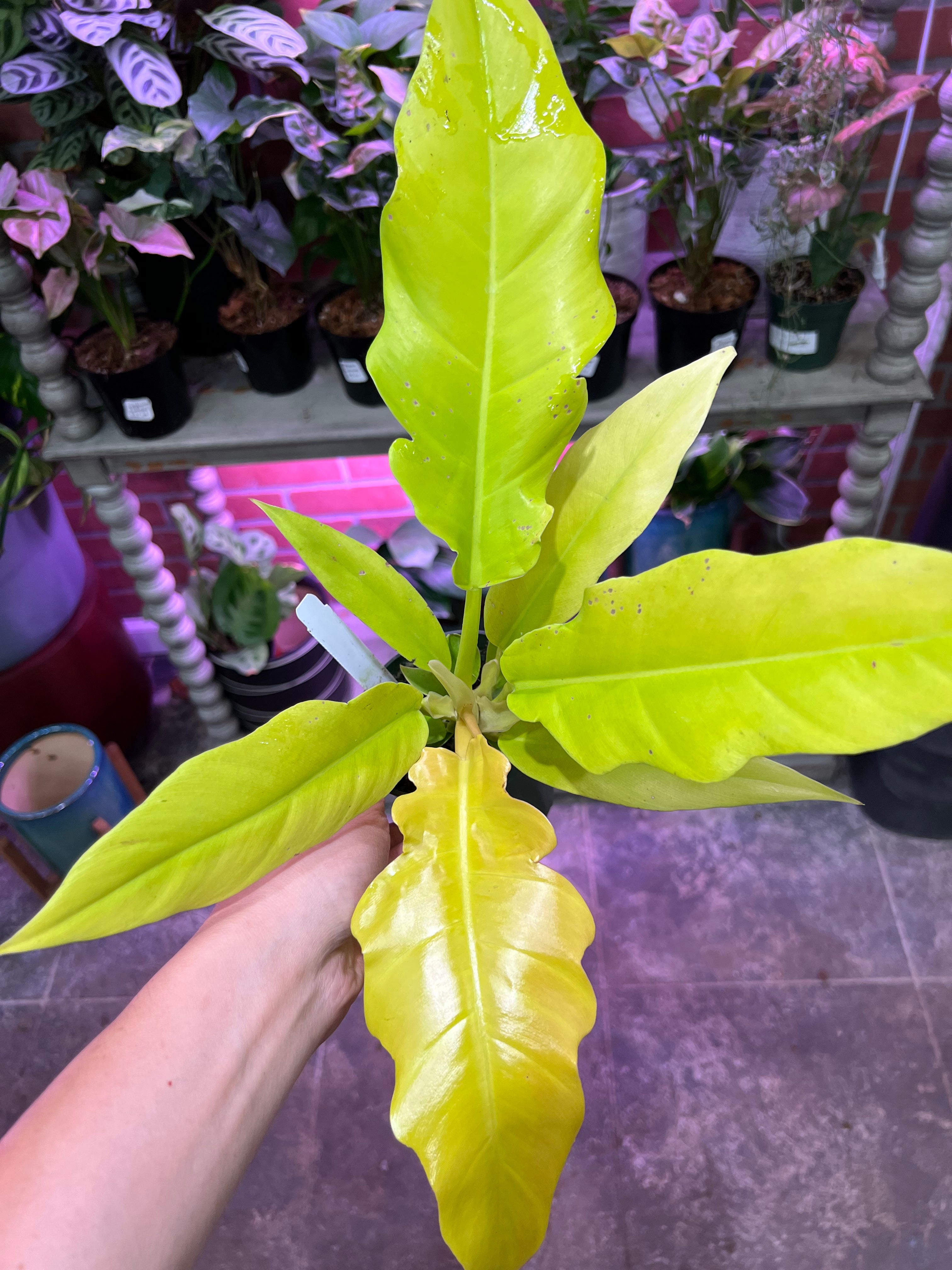 philodendron golden crocodile Philodendron Golden Crocodile 3.5"