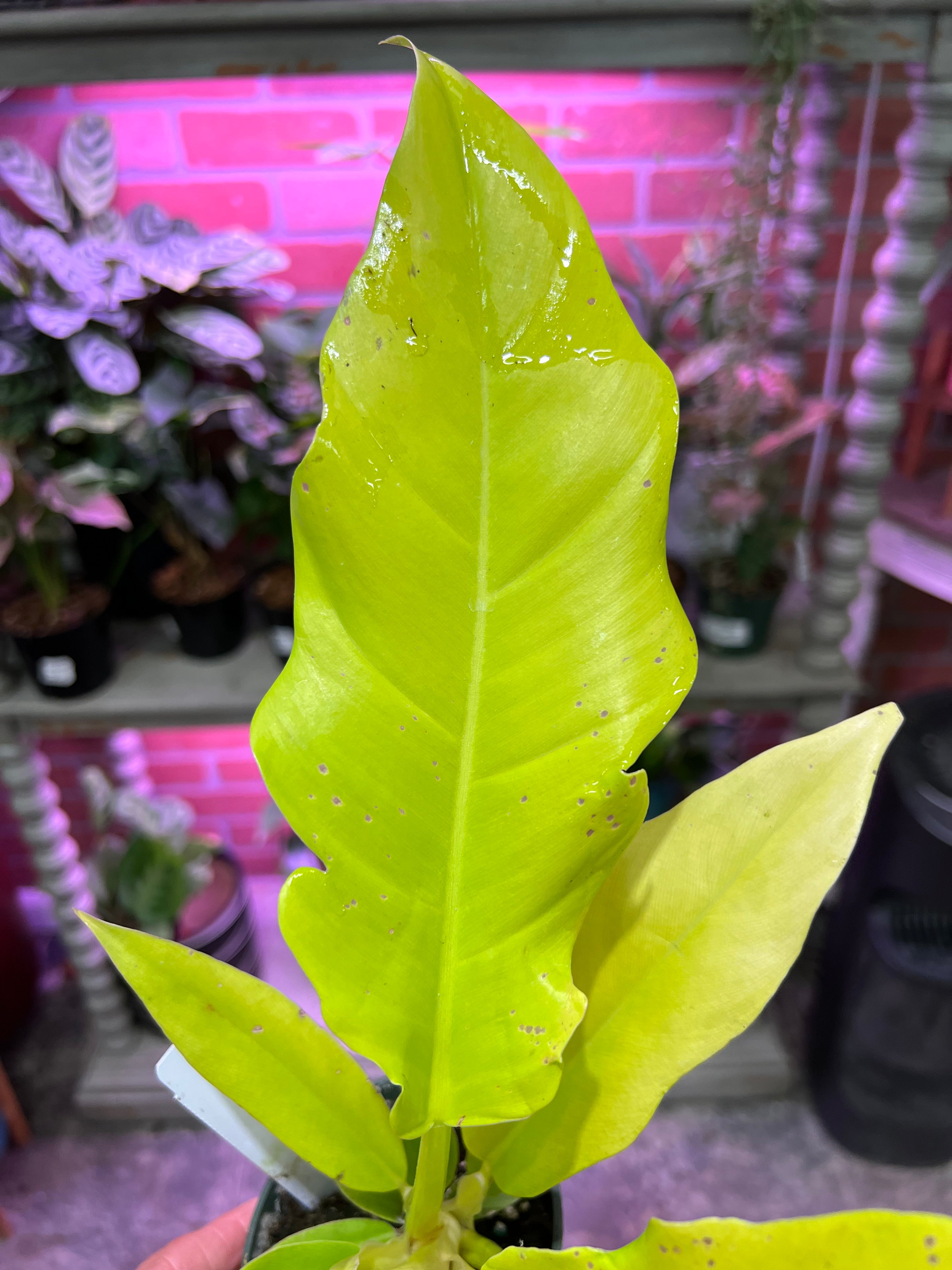 philodendron golden king Philodendron Golden Crocodile 3.5" – UPshining