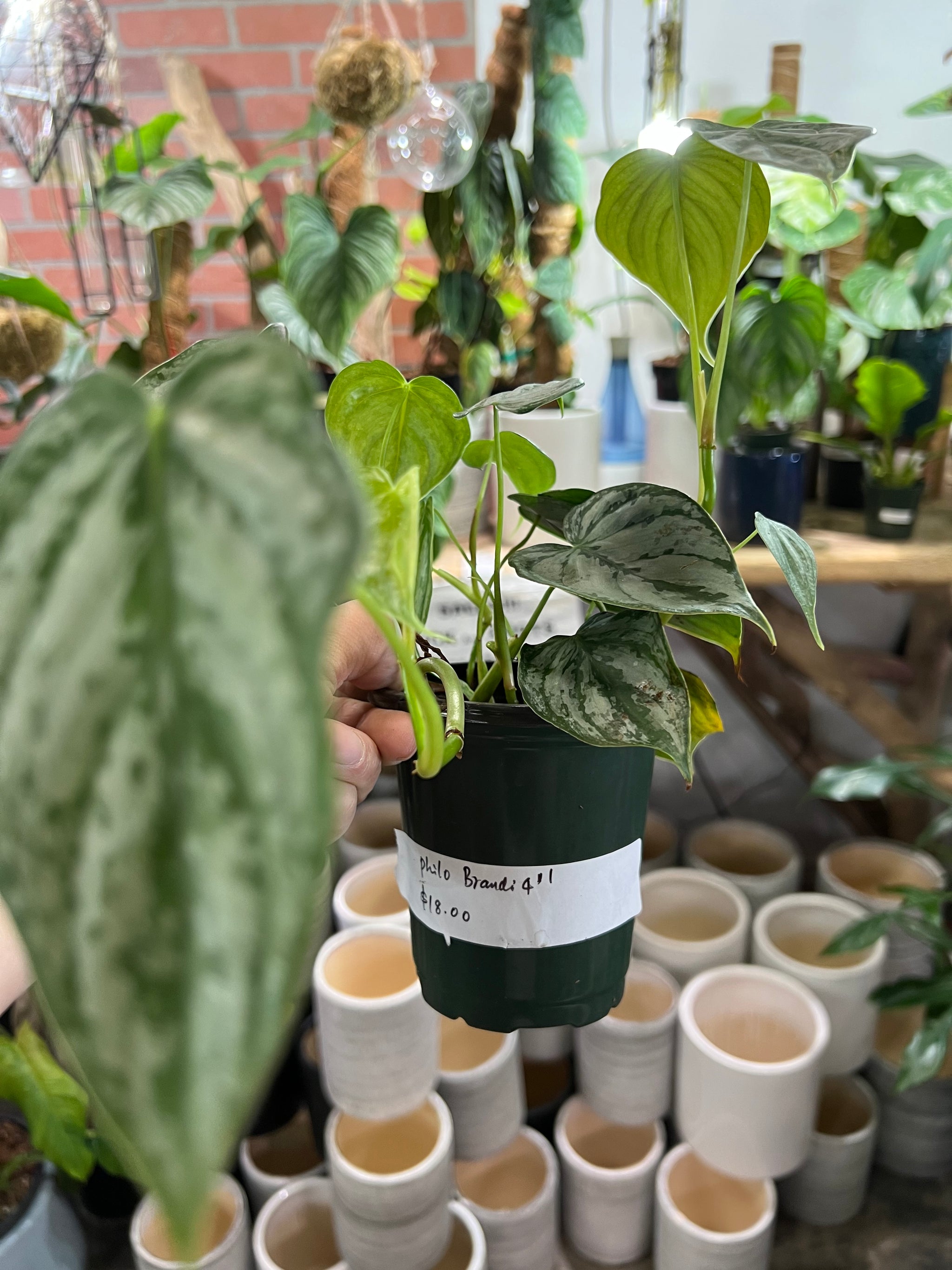 Philodendron Brandi 4"  UPshining