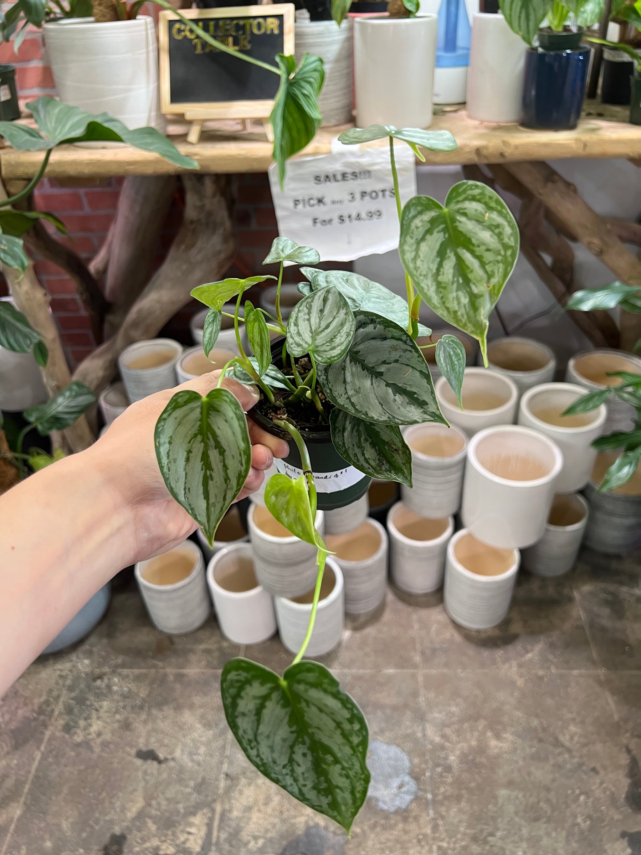 brandi philodendron hanging Philodendron Brandi 4