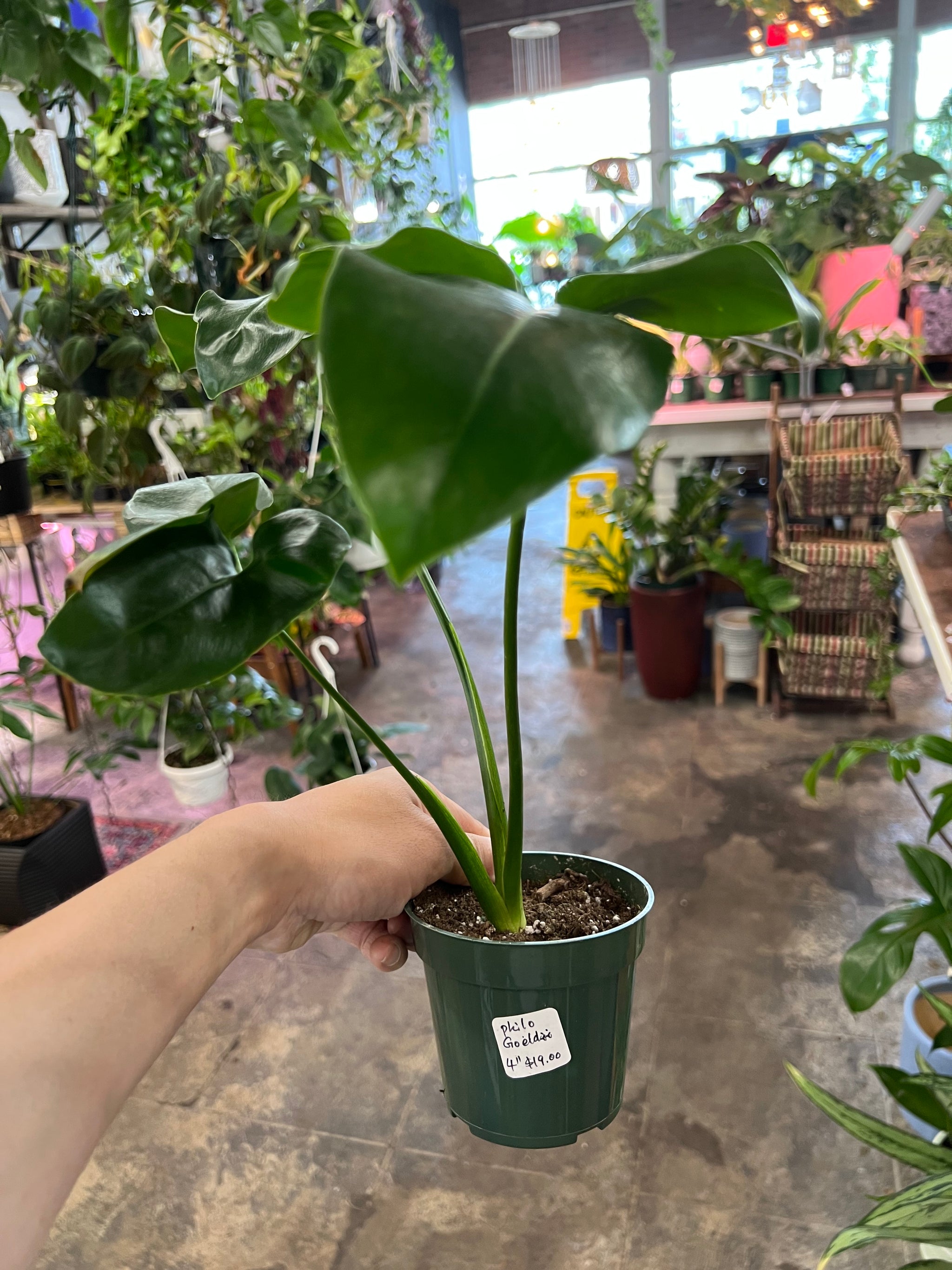 philodendron goeldii baby Philodendron Goeldii 4"