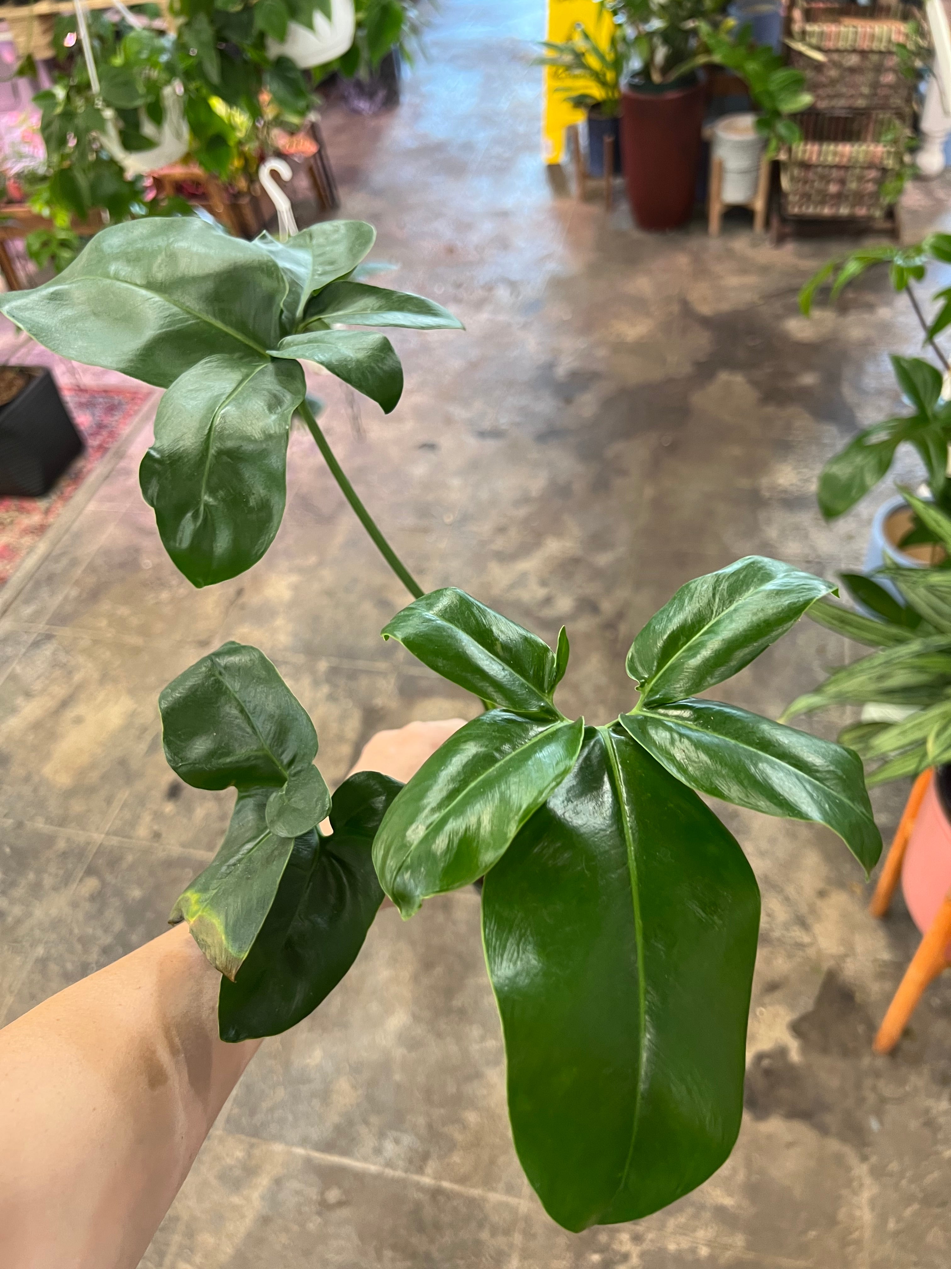 philodendron geoldii Philodendron Goeldii 4"