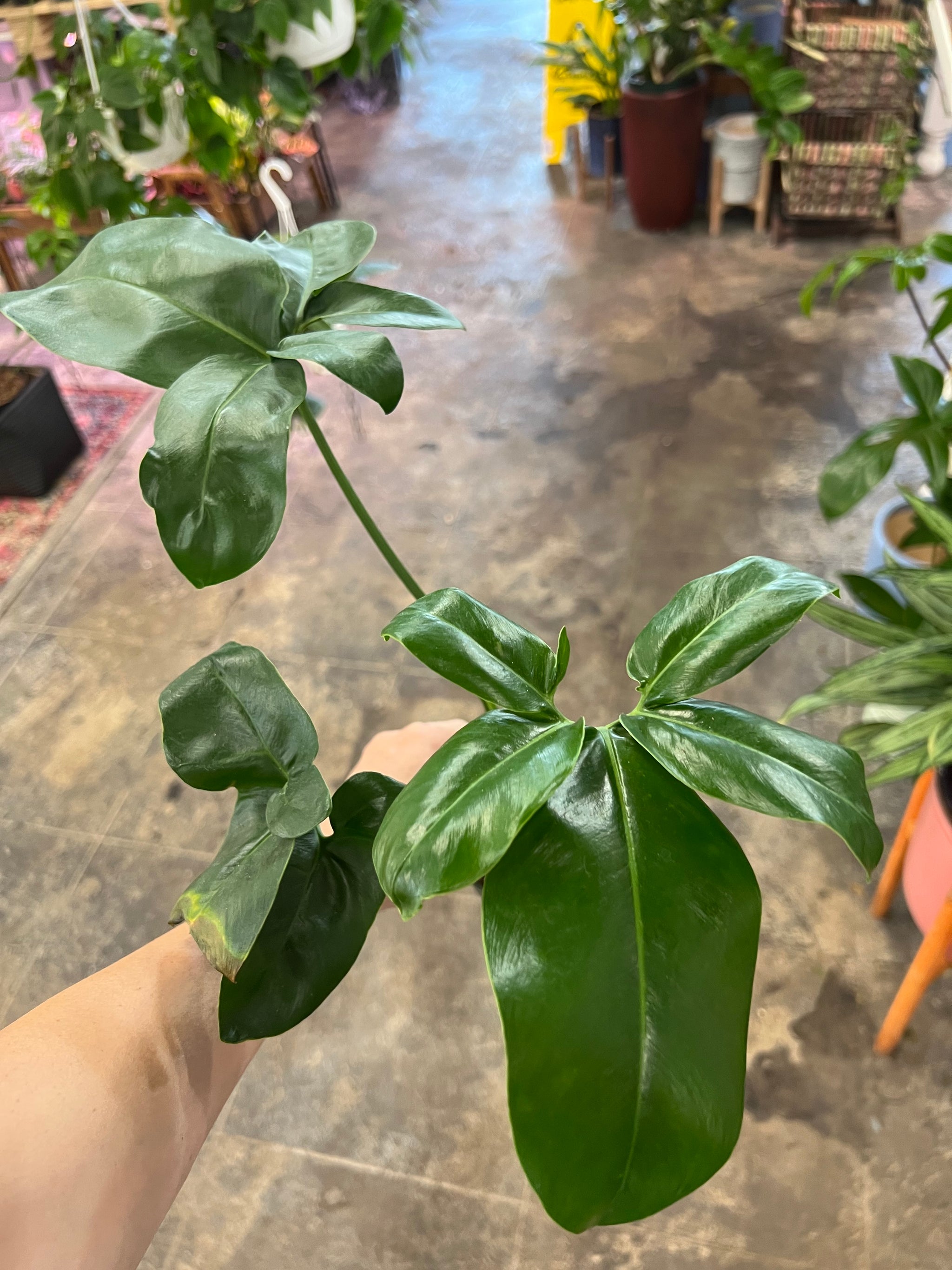 philodendron goeldii height Philodendron Goeldii 4