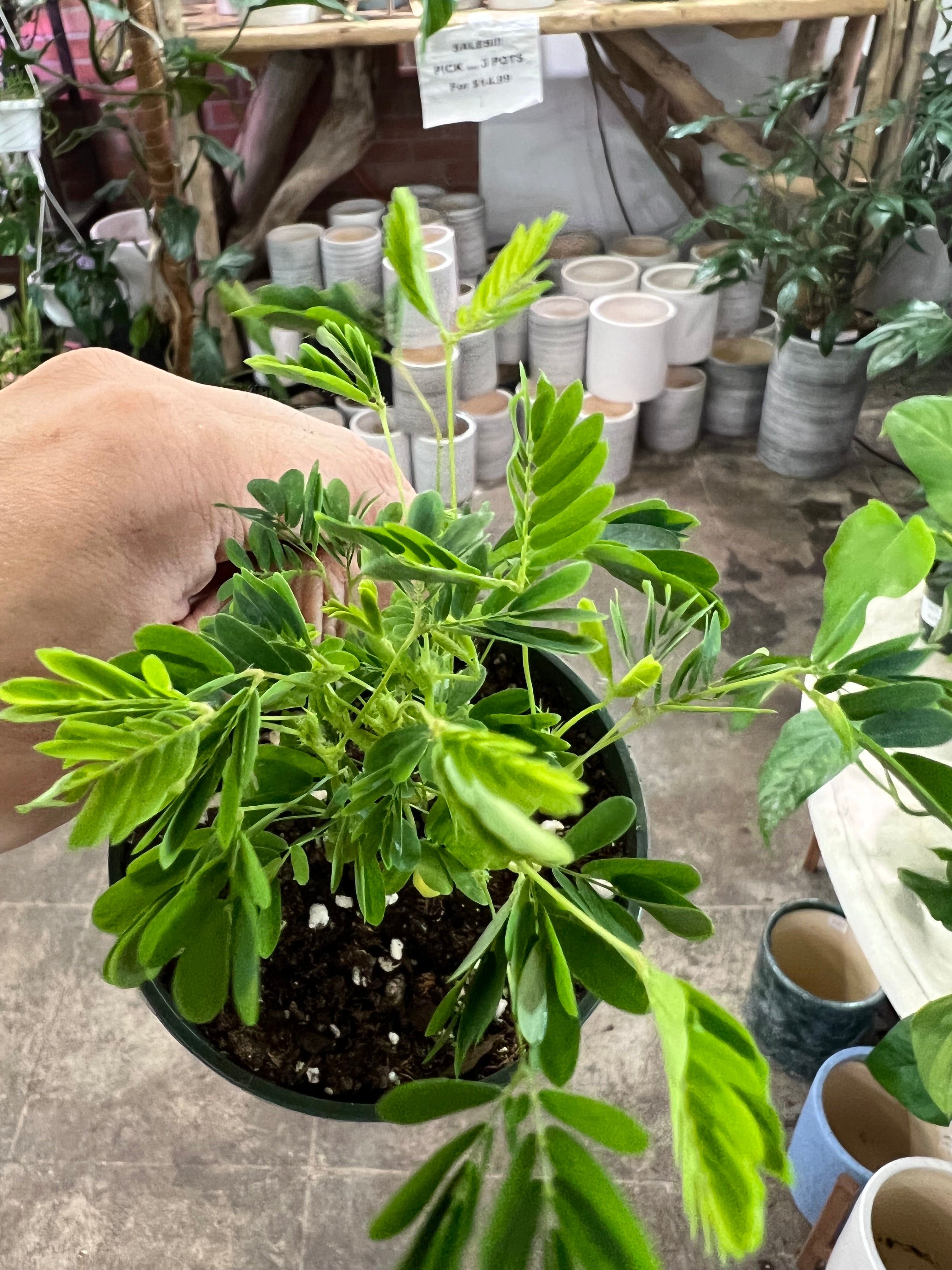 mimosa house plant Mimosa Sensitive Plant 4" – UPshining