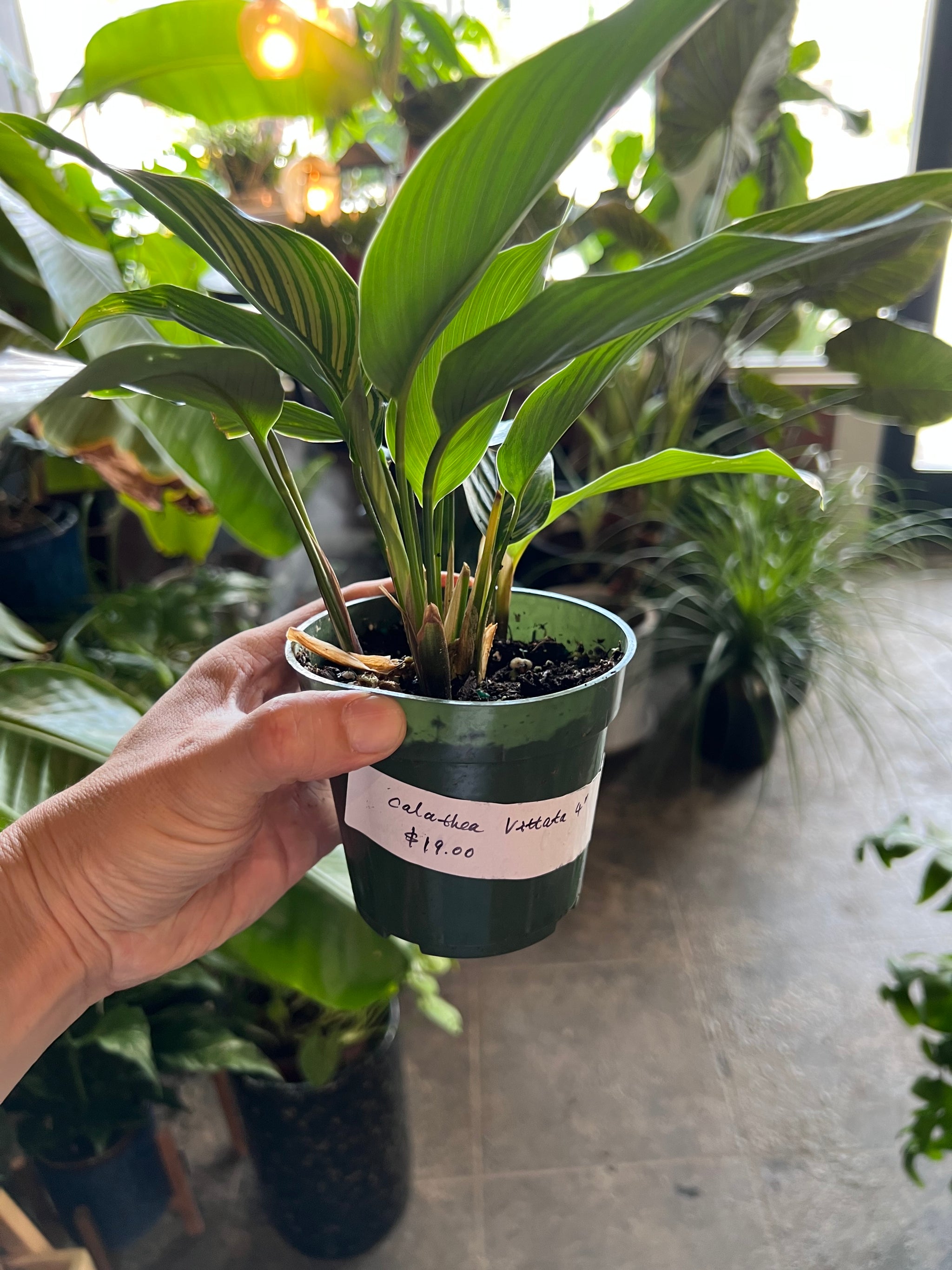 Calathea Vittata 4