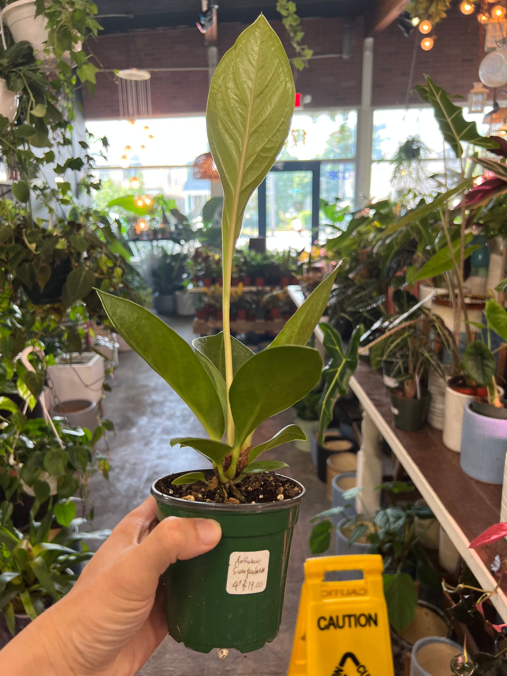anthurium superbum for sale Anthurium Superbum 4" – UPshining
